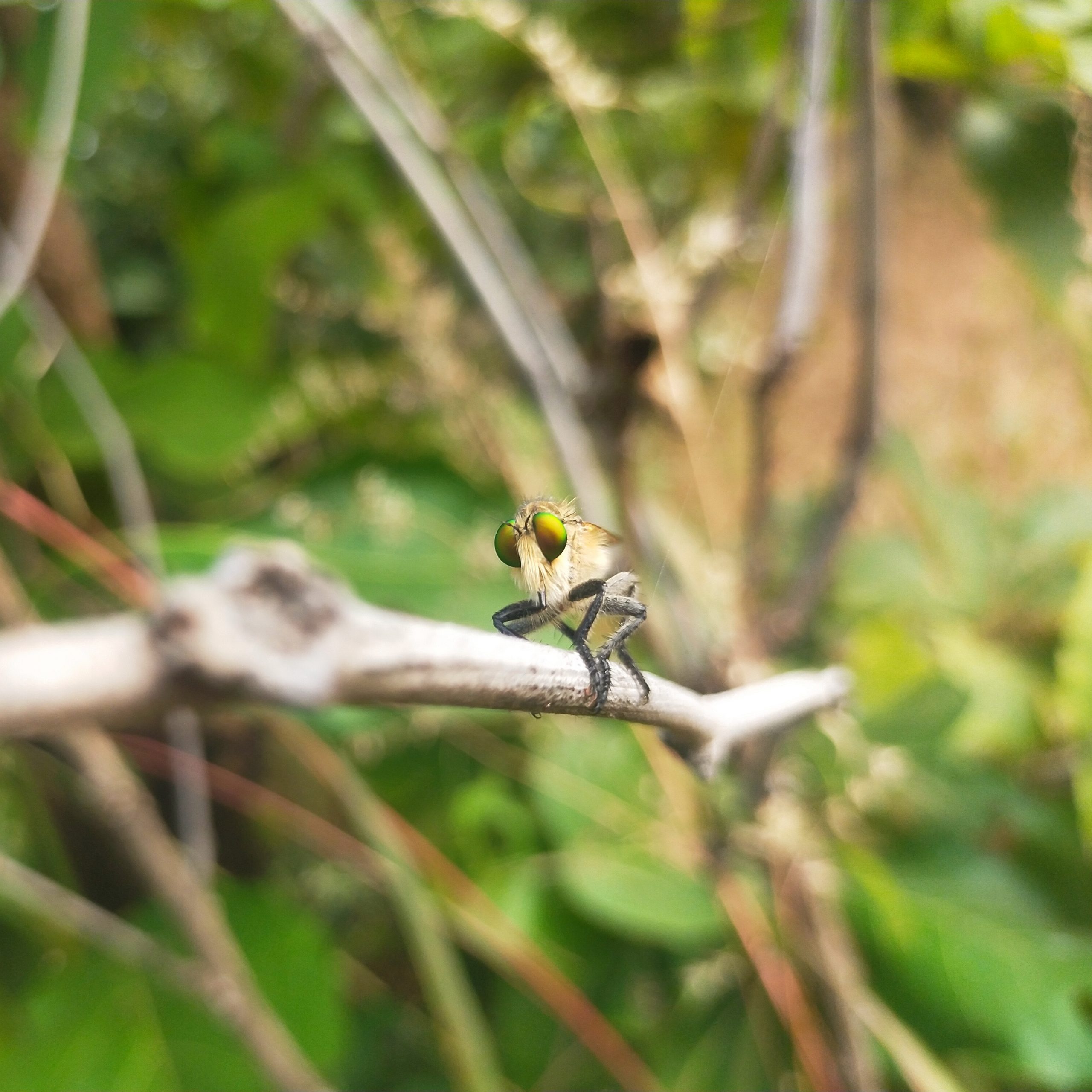 An insect on a plant