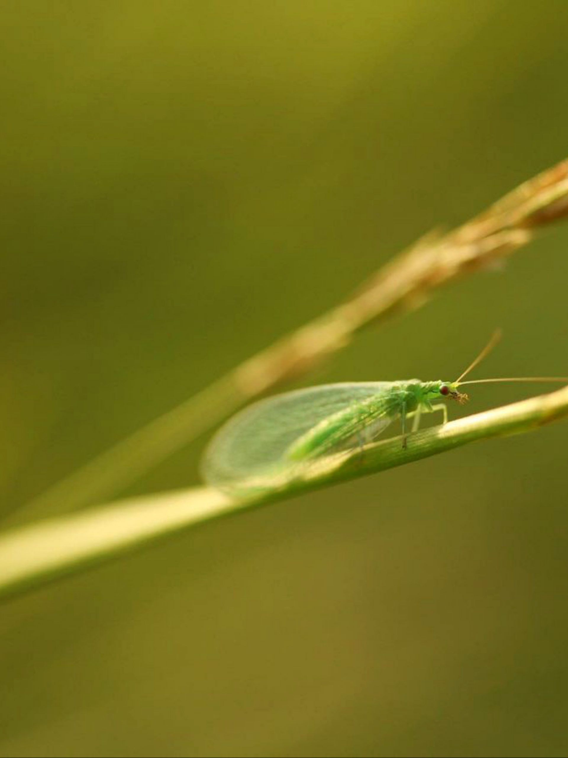 An insect on a plant