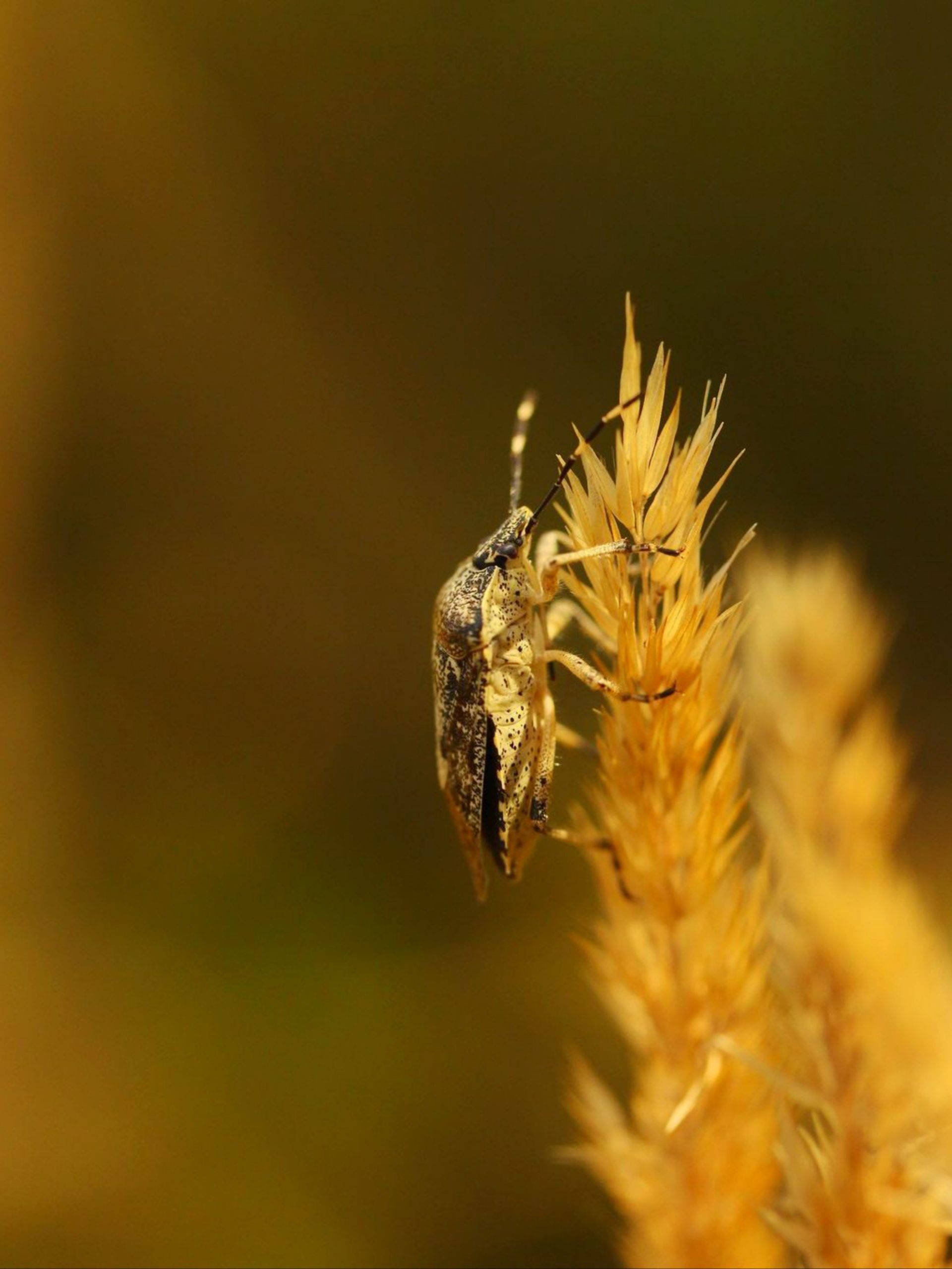 An insect on a plant