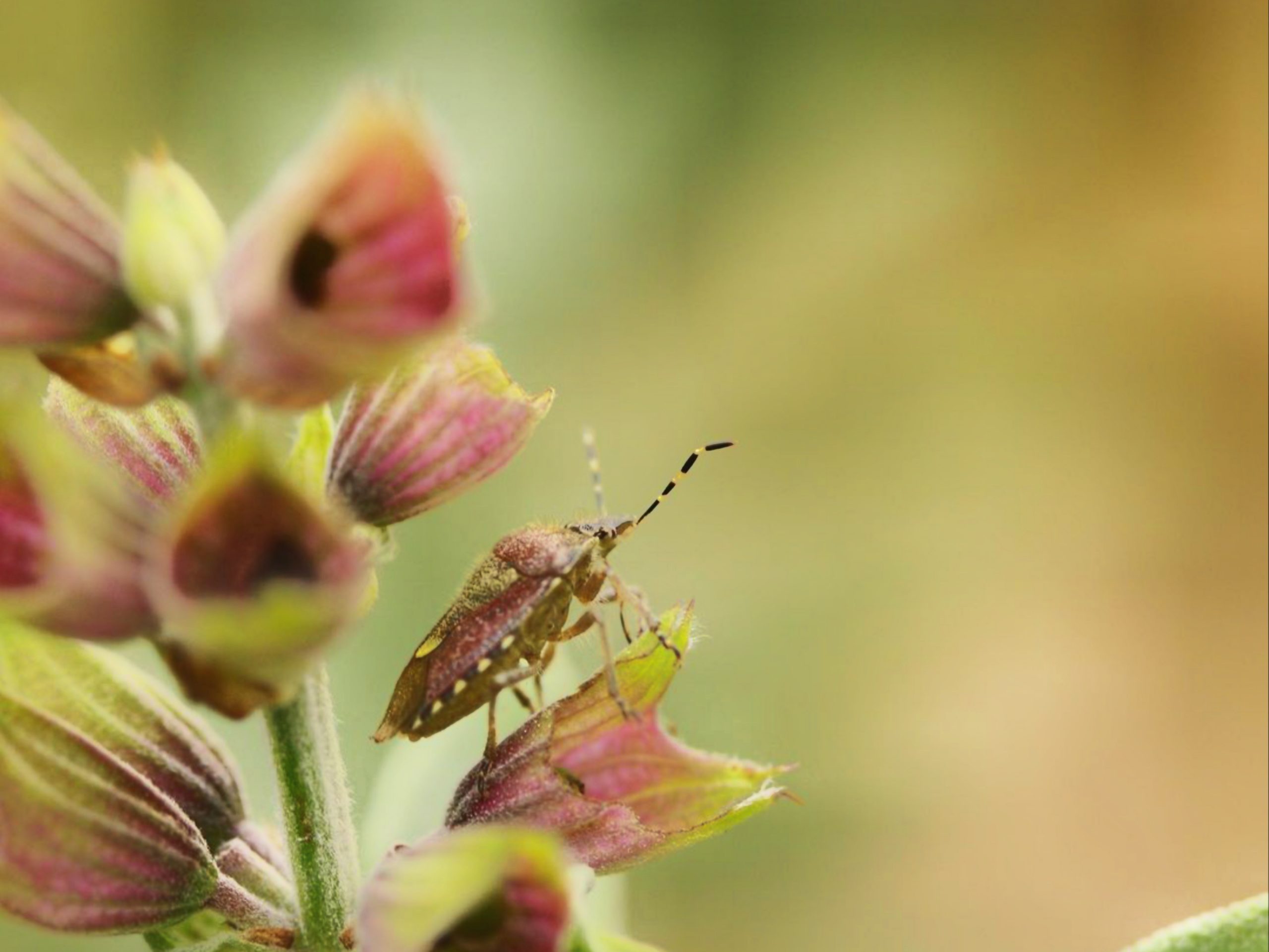 An insect on a plant