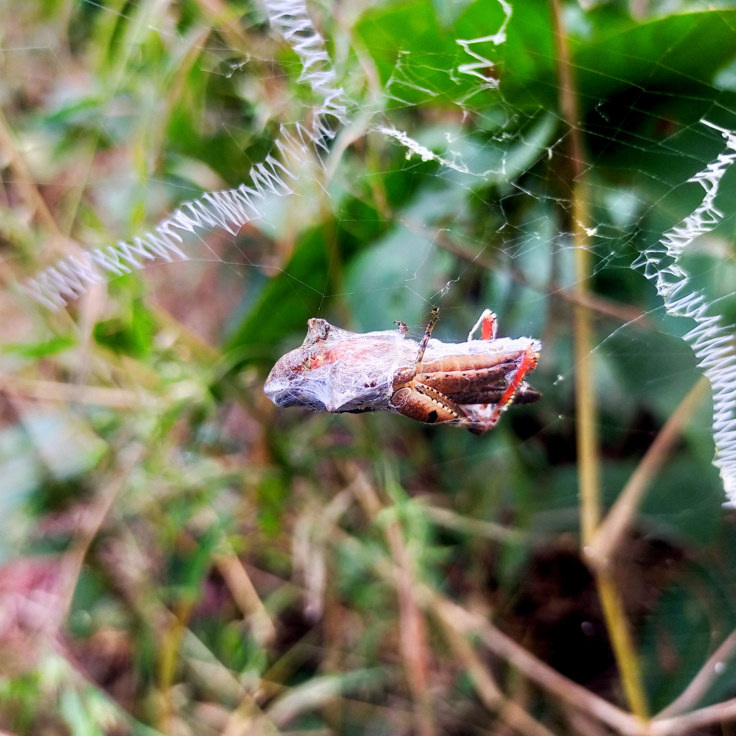 An insect trapped in spider web