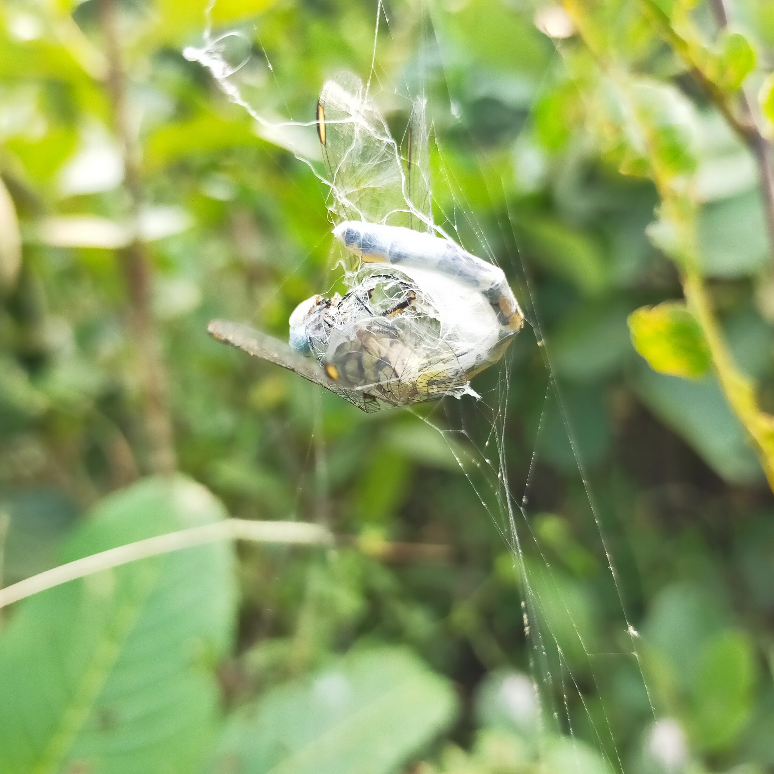 An insect trapped in spider web