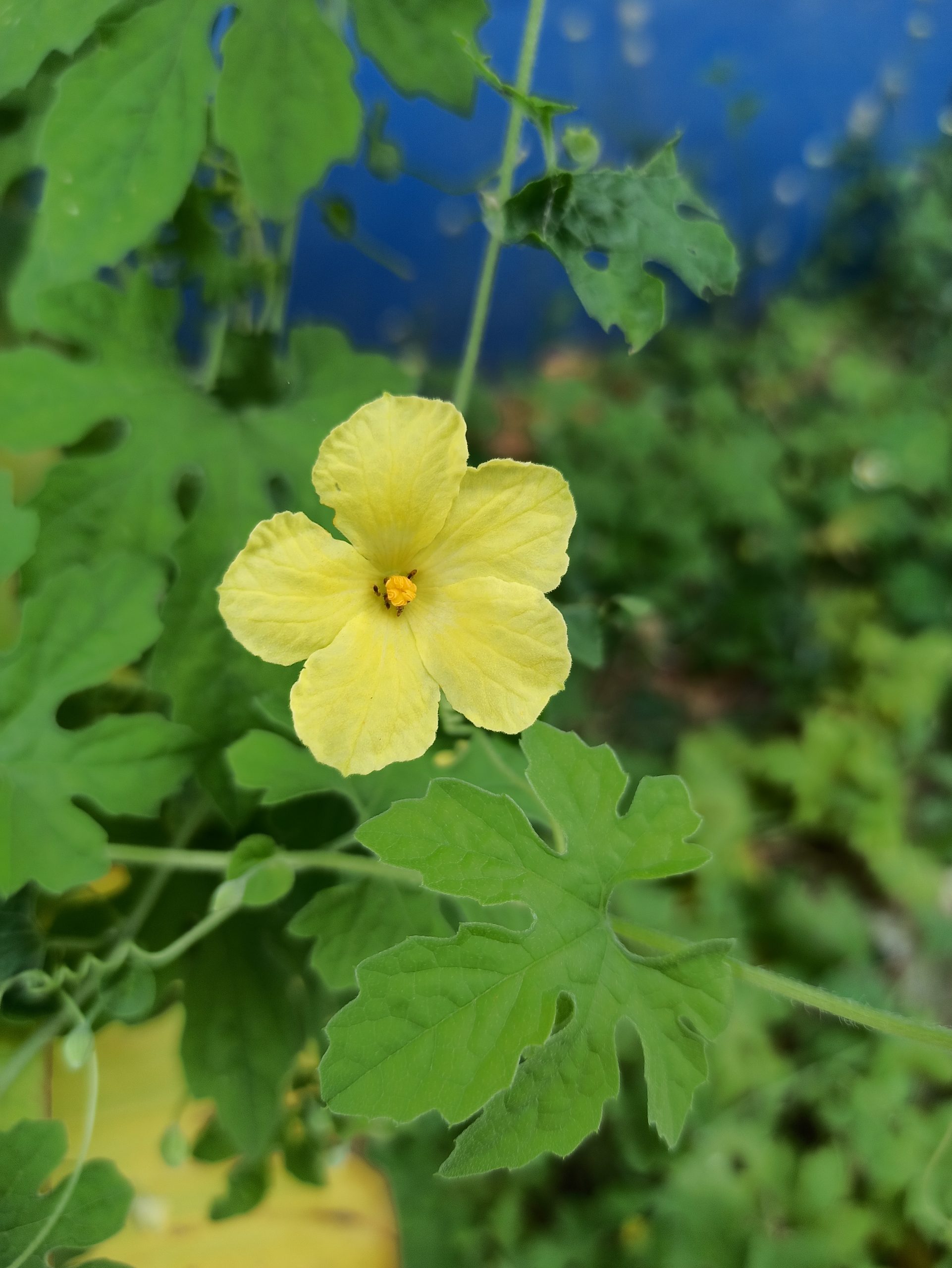 Flowering plant