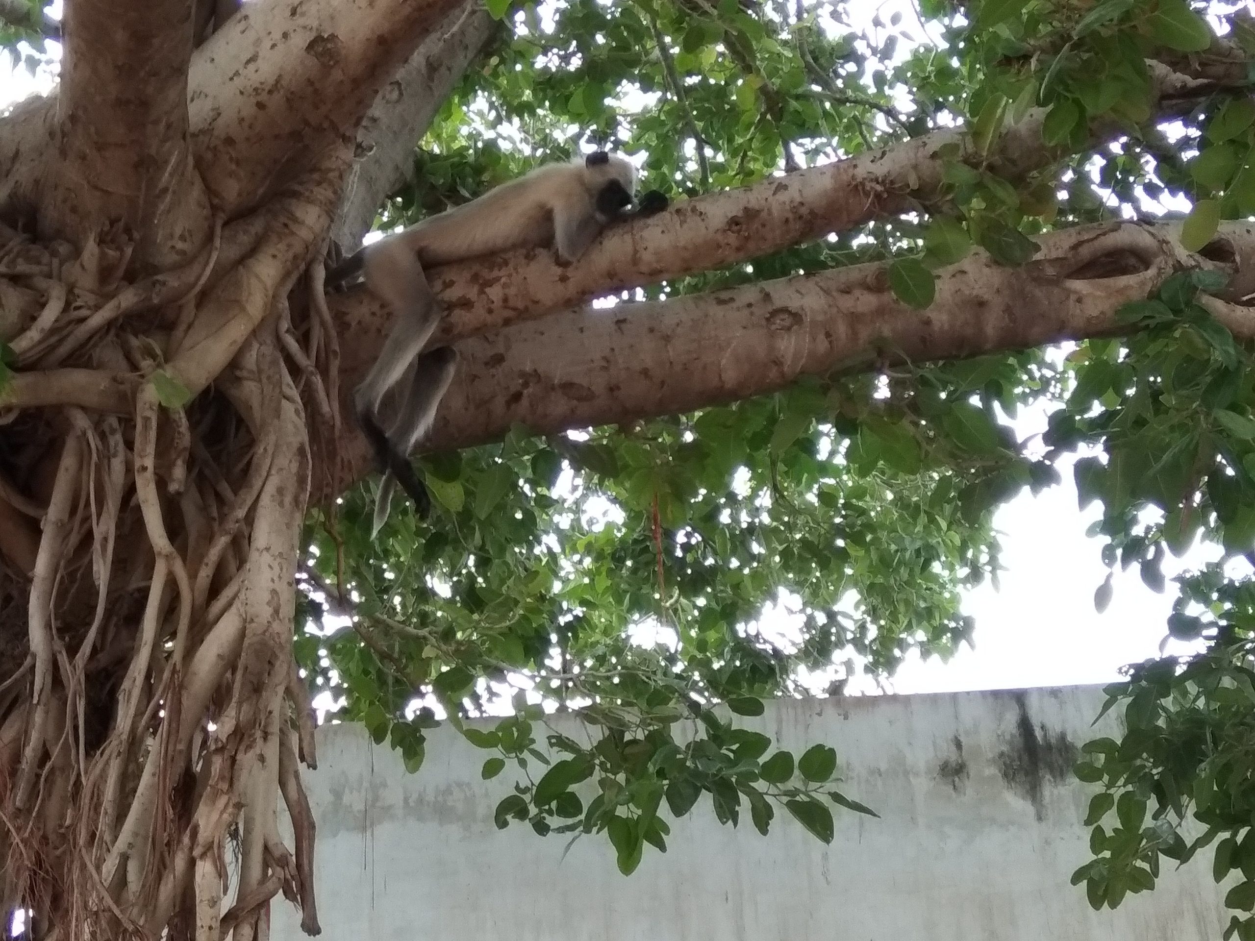 Baboon sleeping on tree