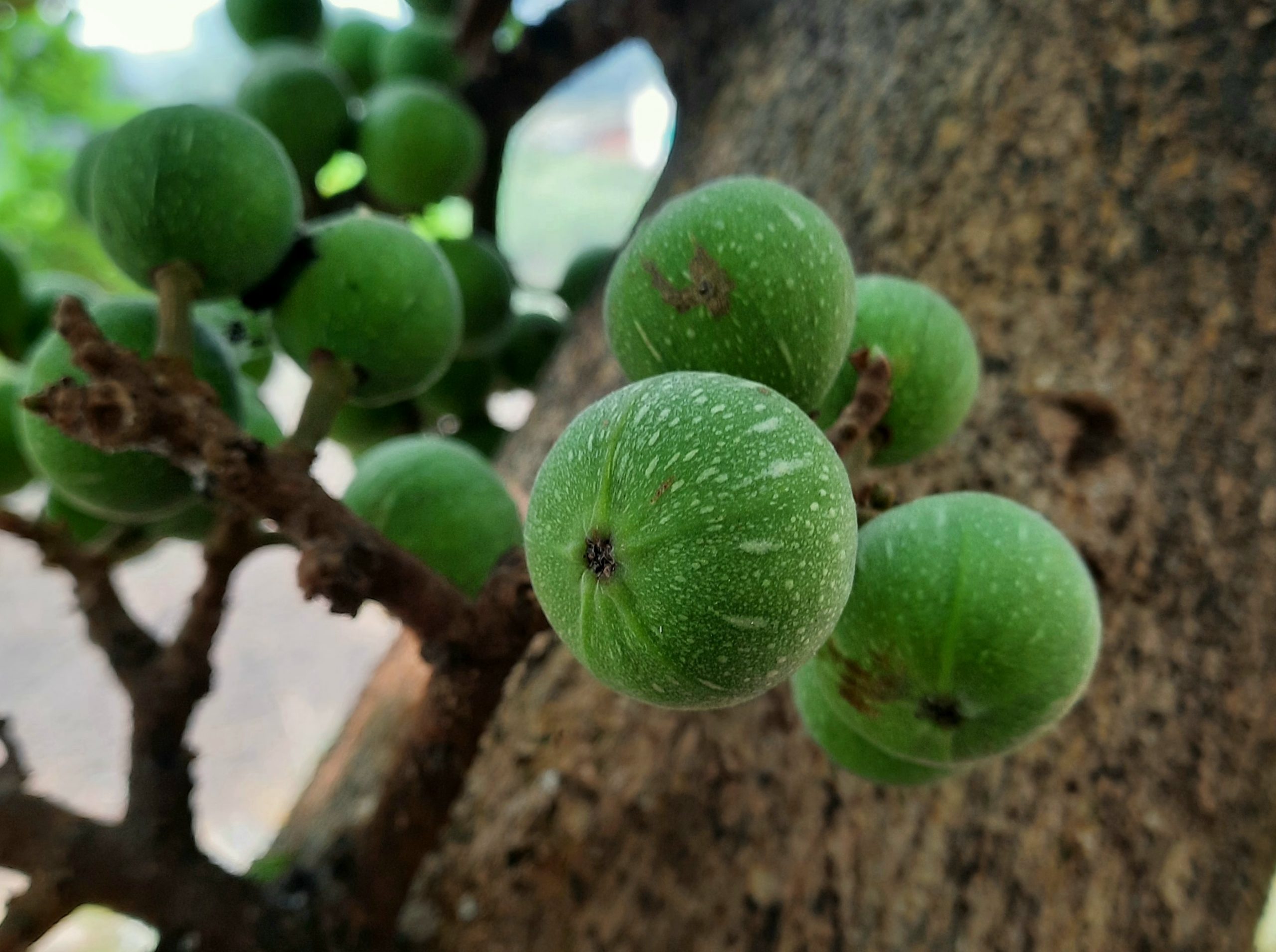 Anjeer fruit on a tree