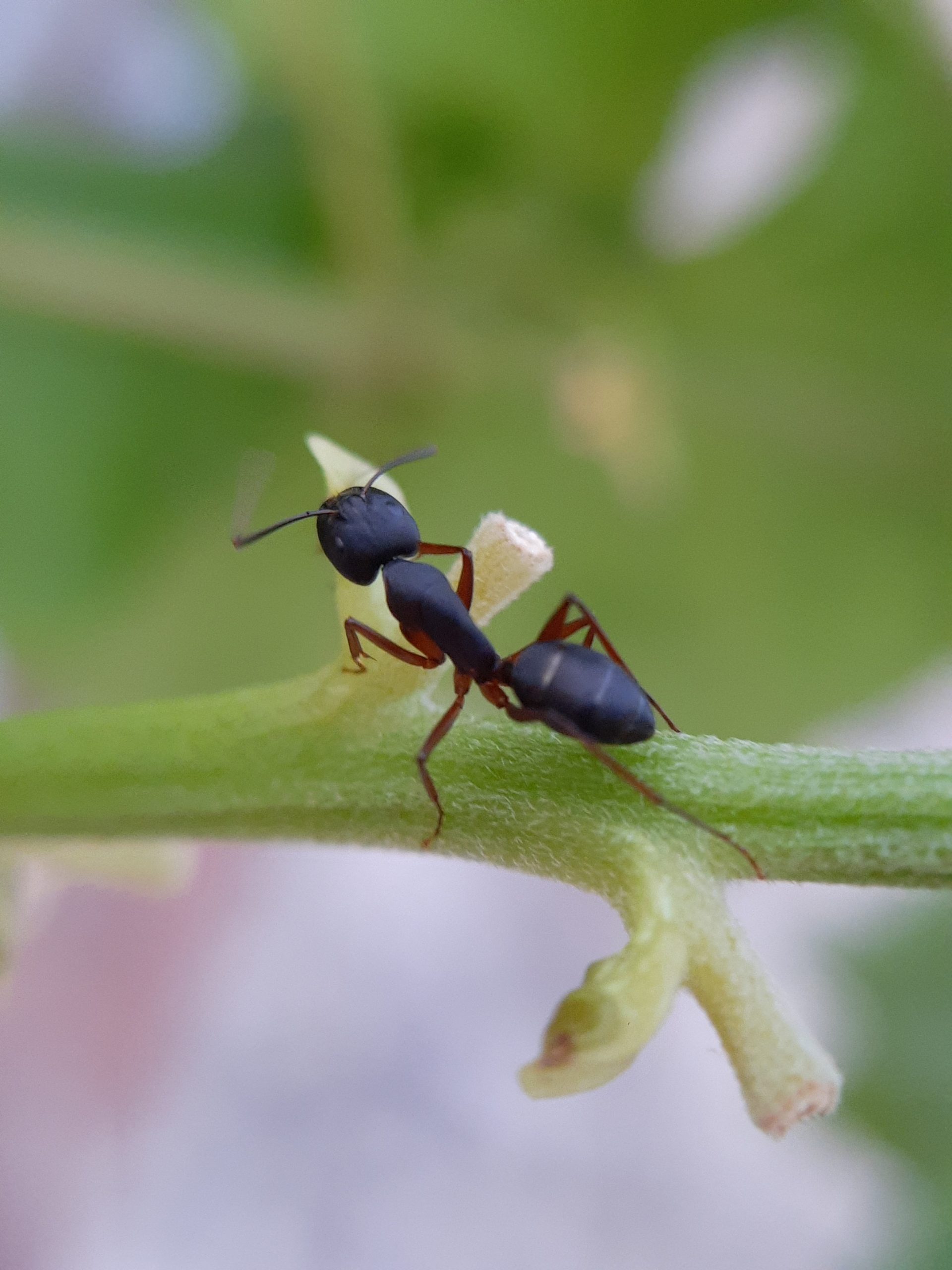 Ant on plant