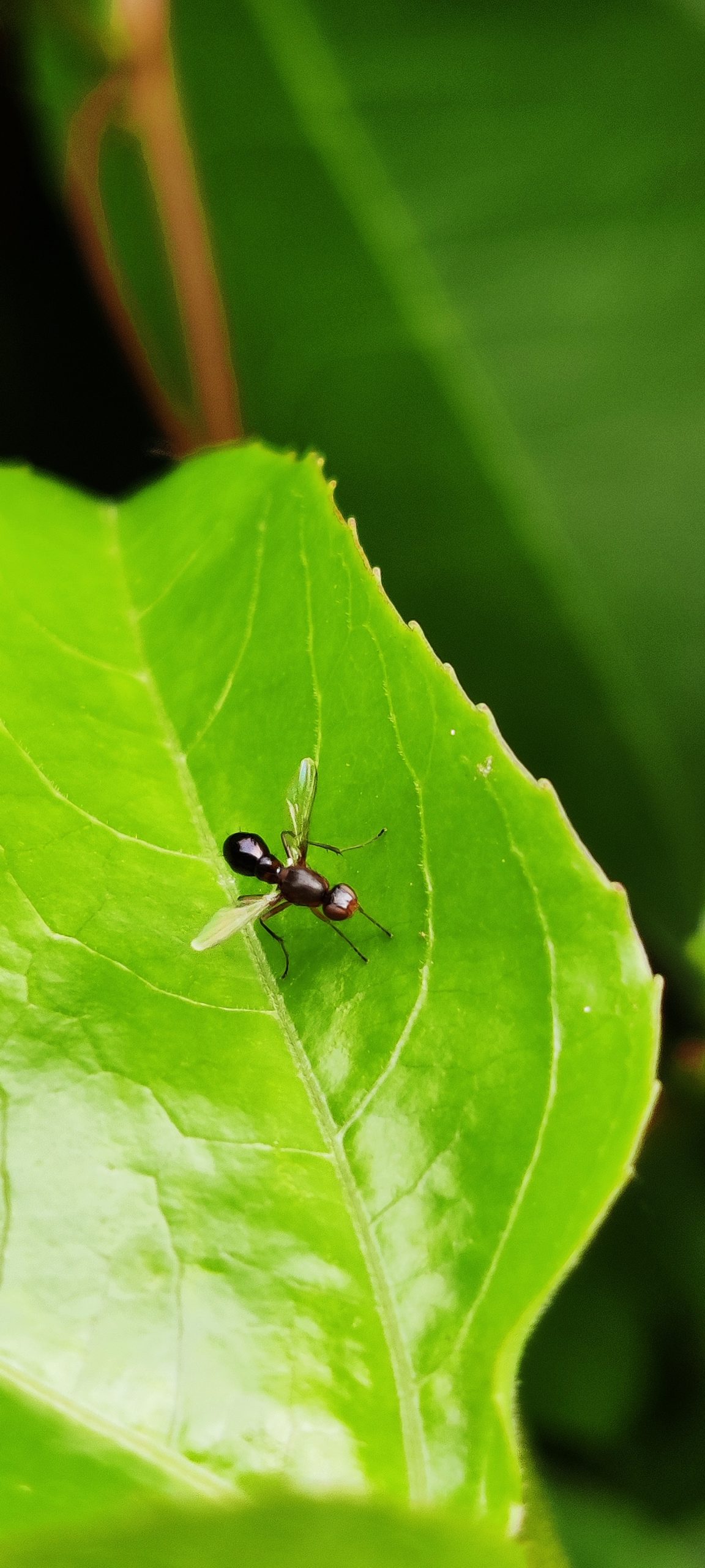 Ant on leaf