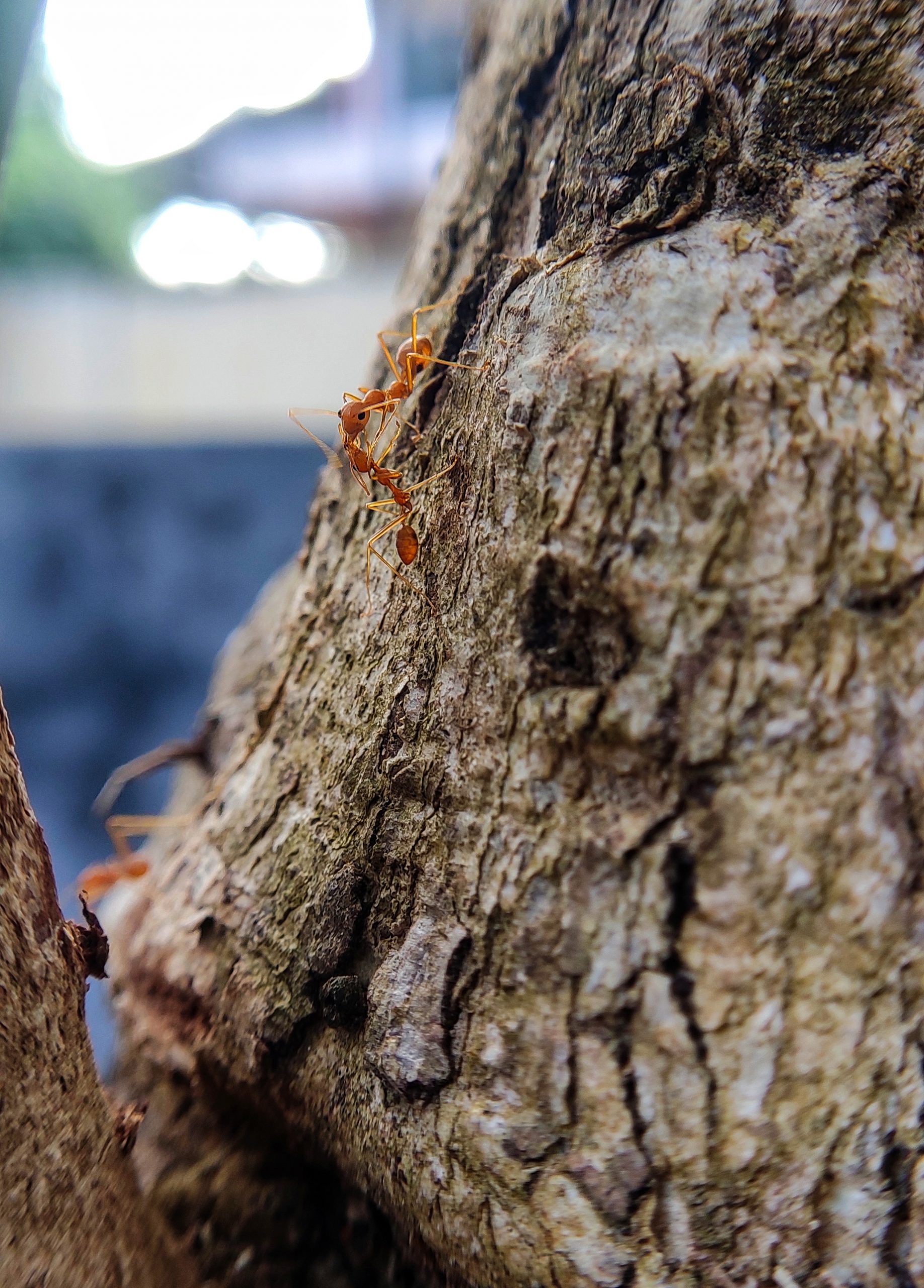 Ants on tree