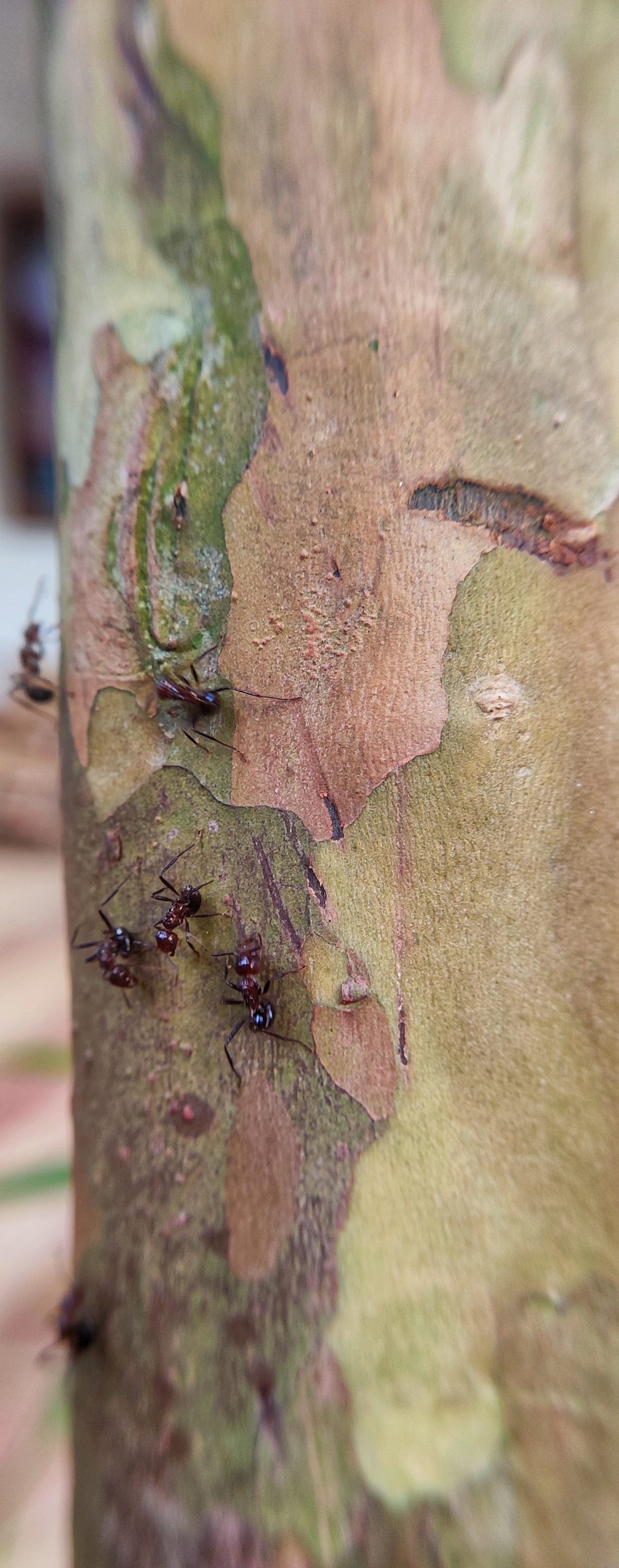 Ants on tree