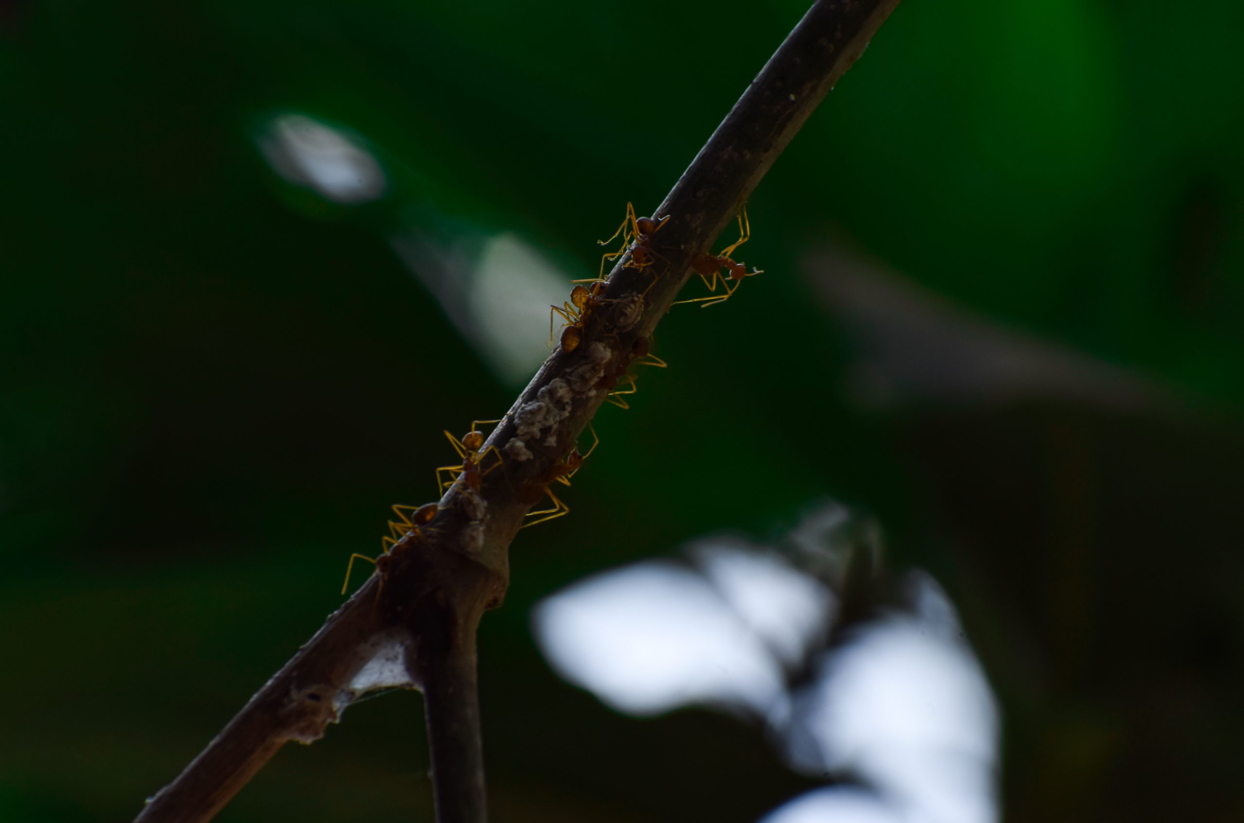 Ants on a twig