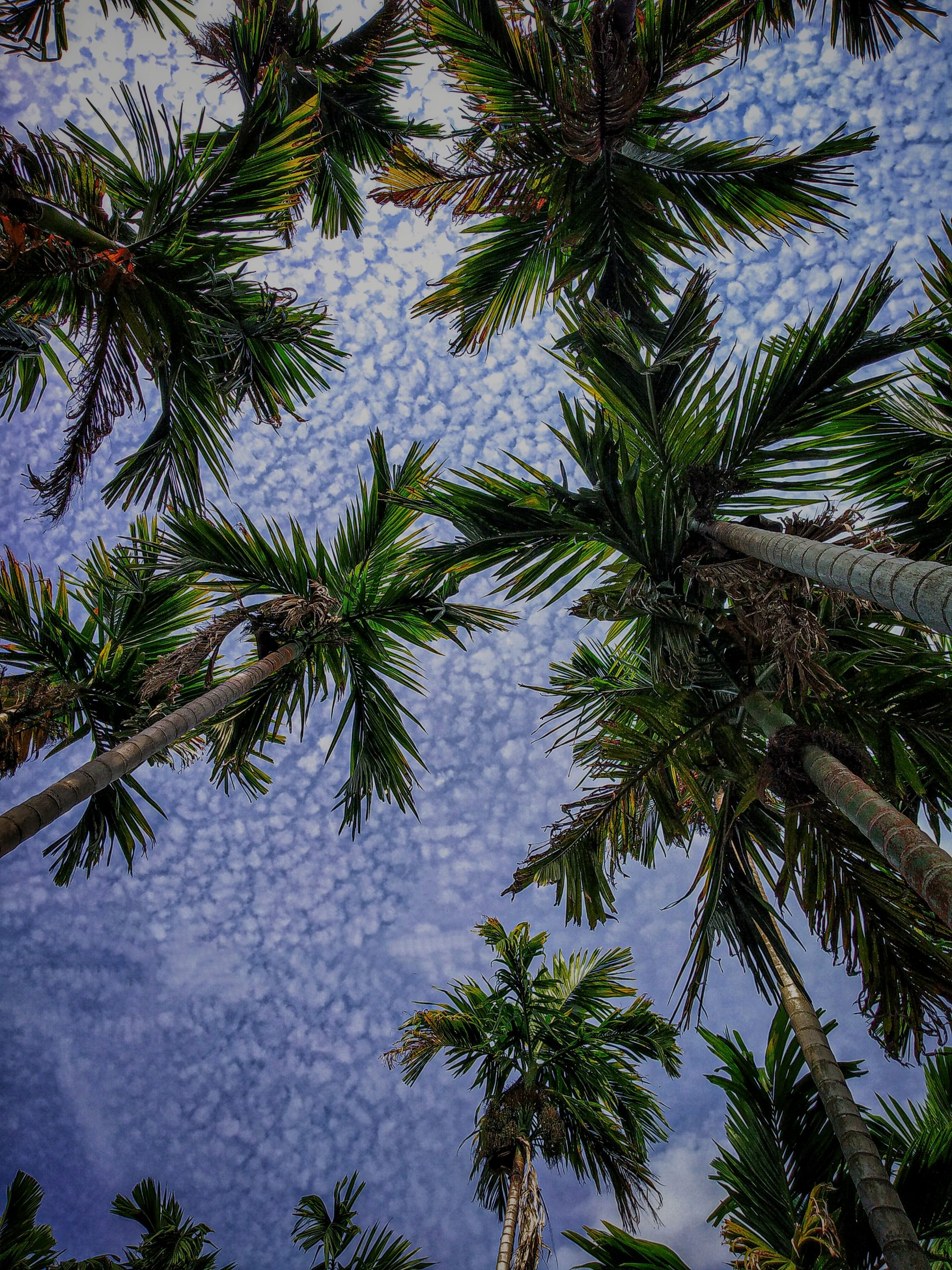 trees and sky