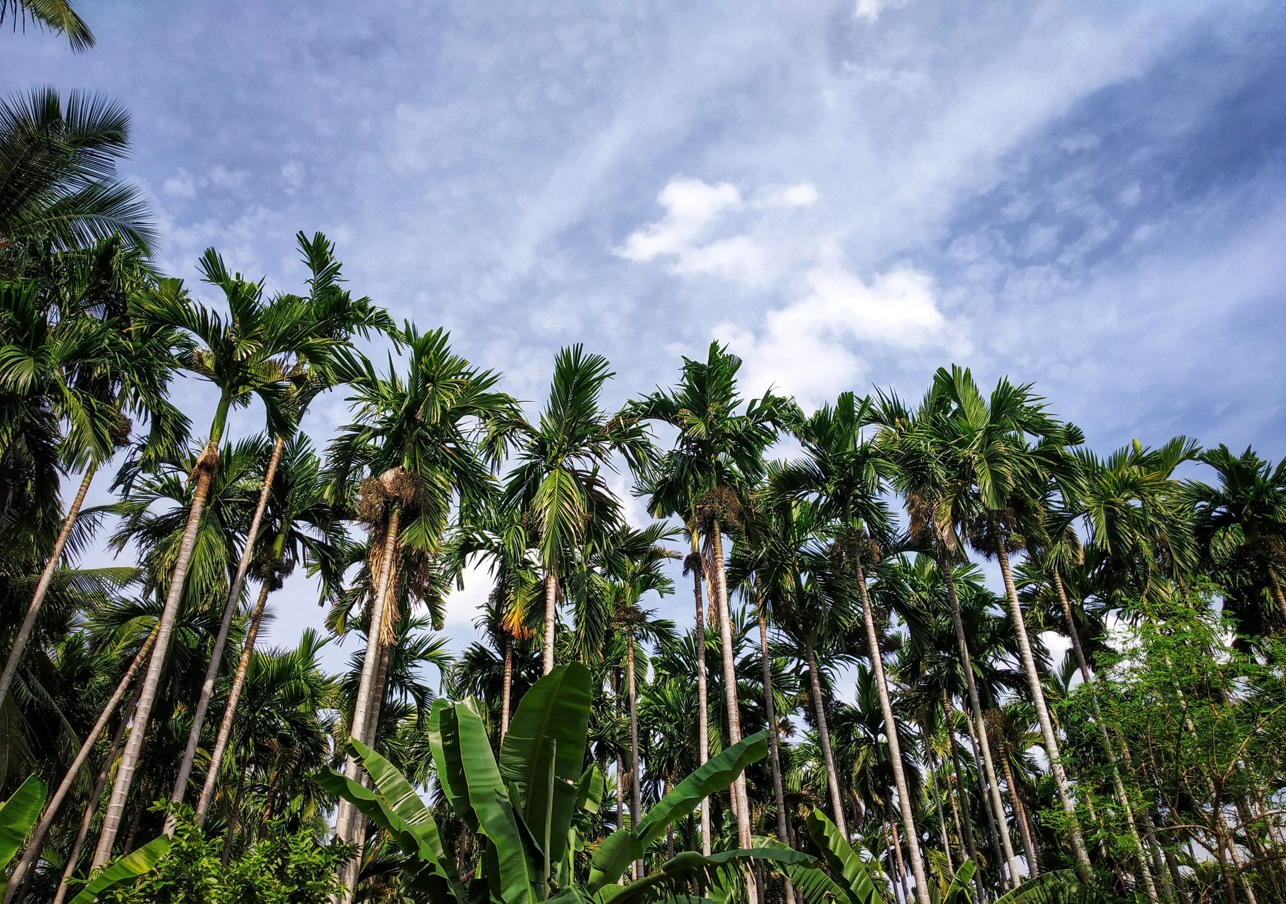 tall trees against the sky