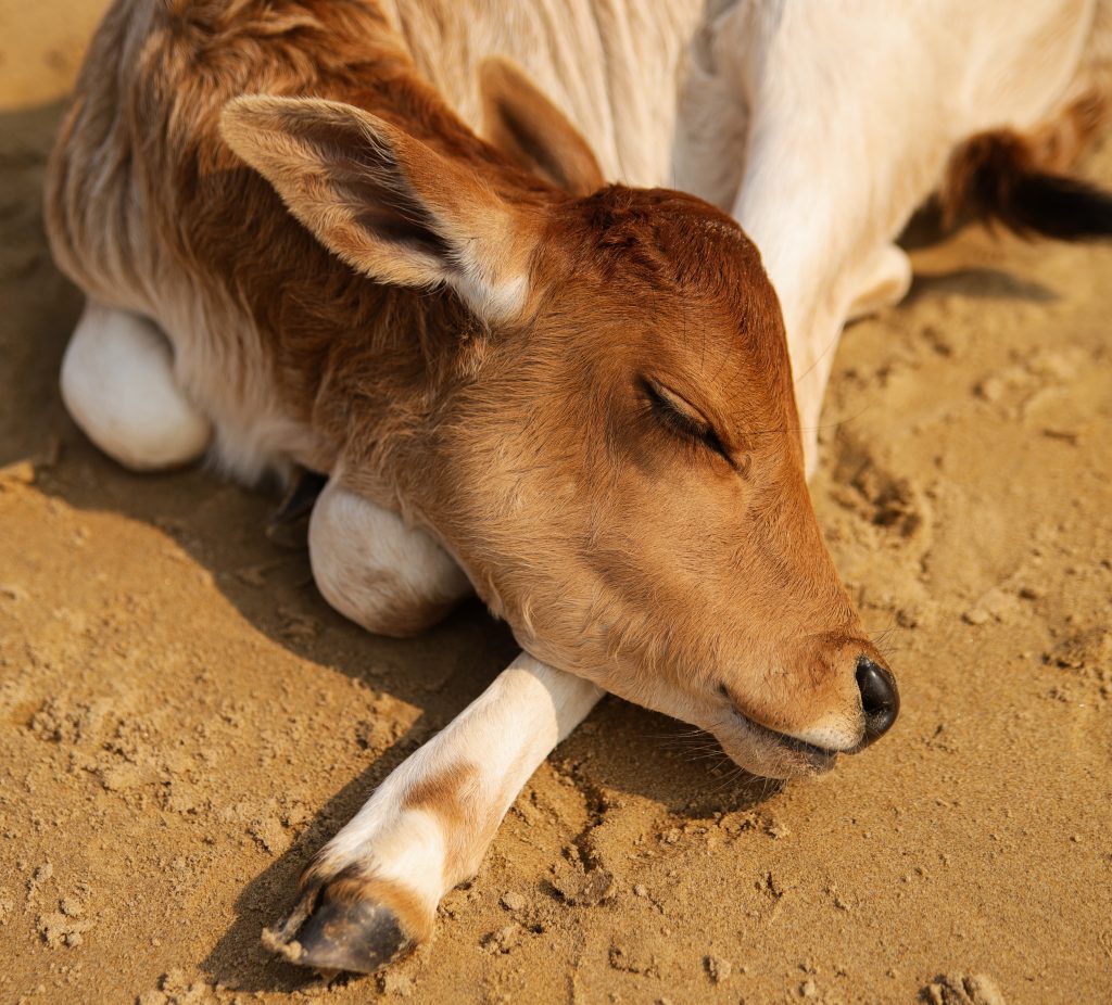 Baby cow sleeping PixaHive
