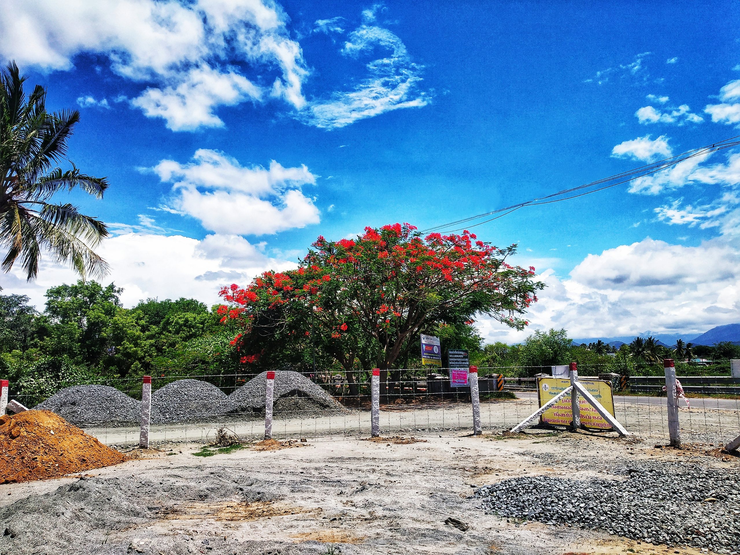 a blooming tree