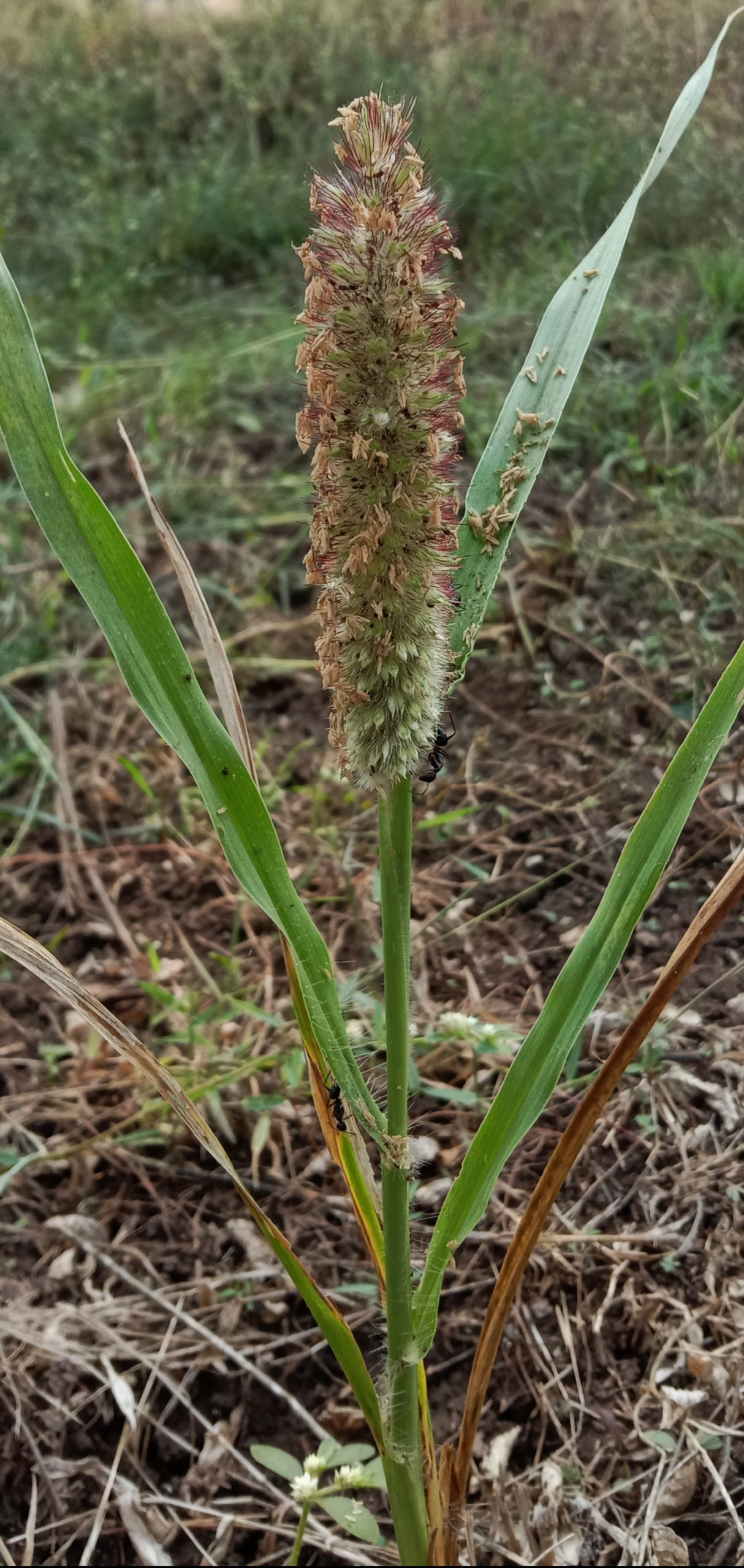 A millet plant PixaHive