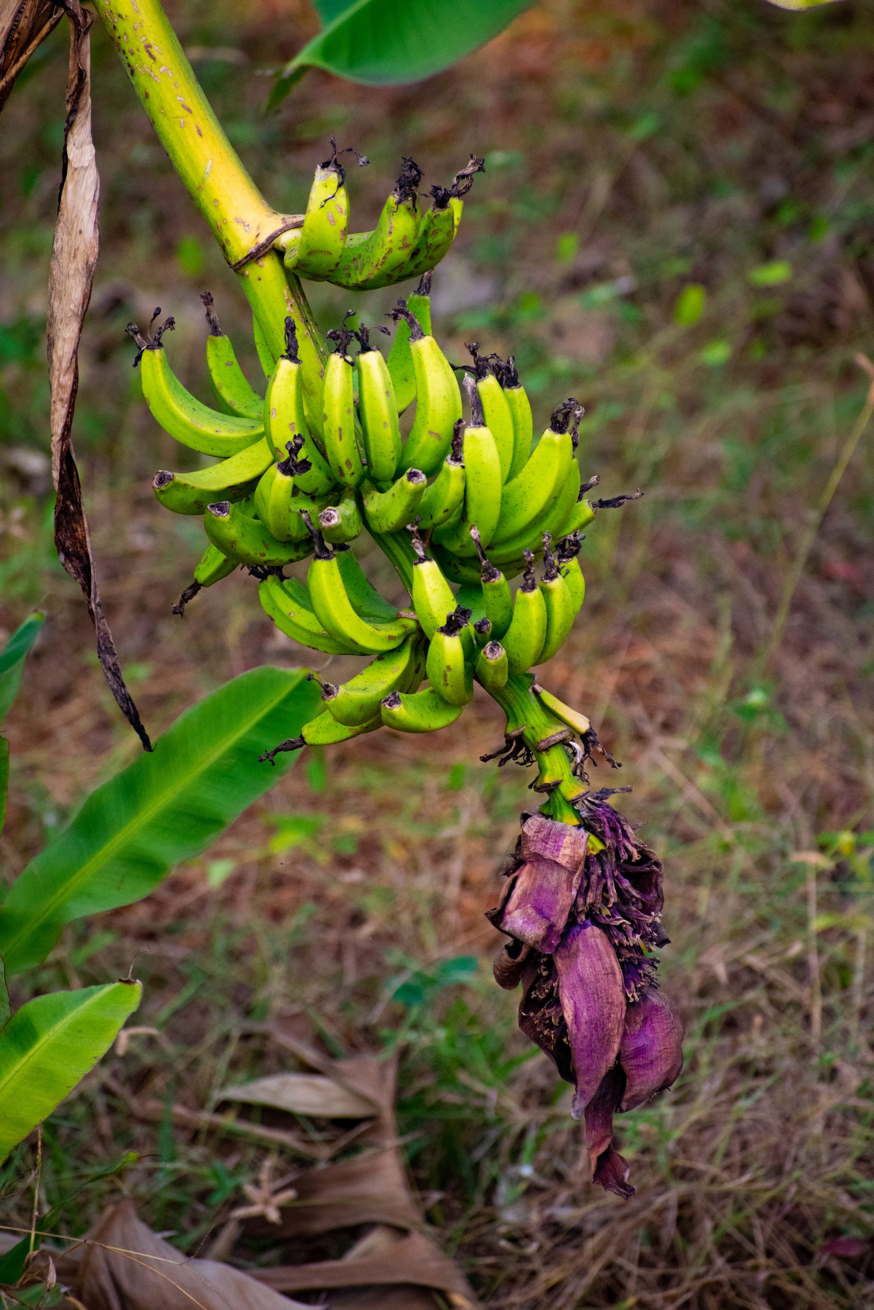 Banana clumps on its tree