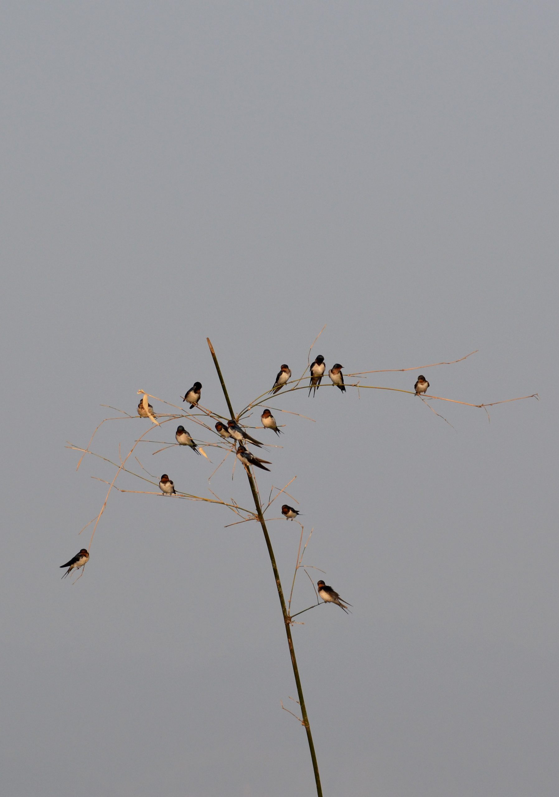 Barn swallow birds on a plant