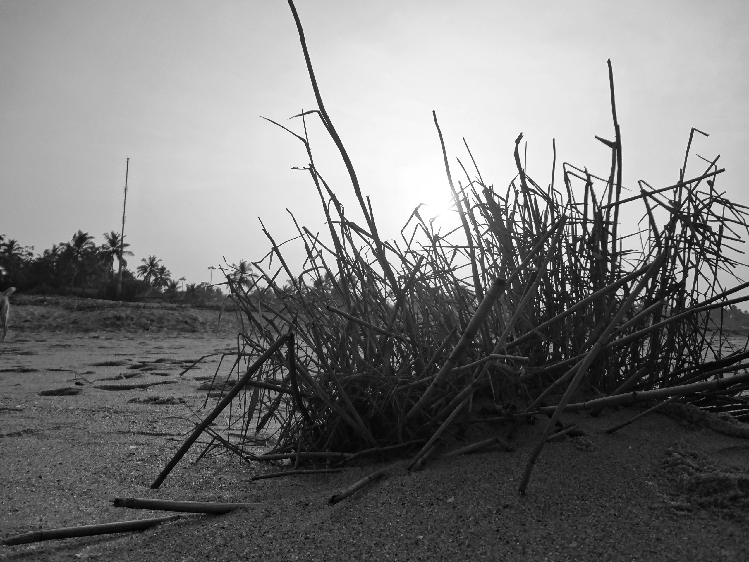 Grass at a beach