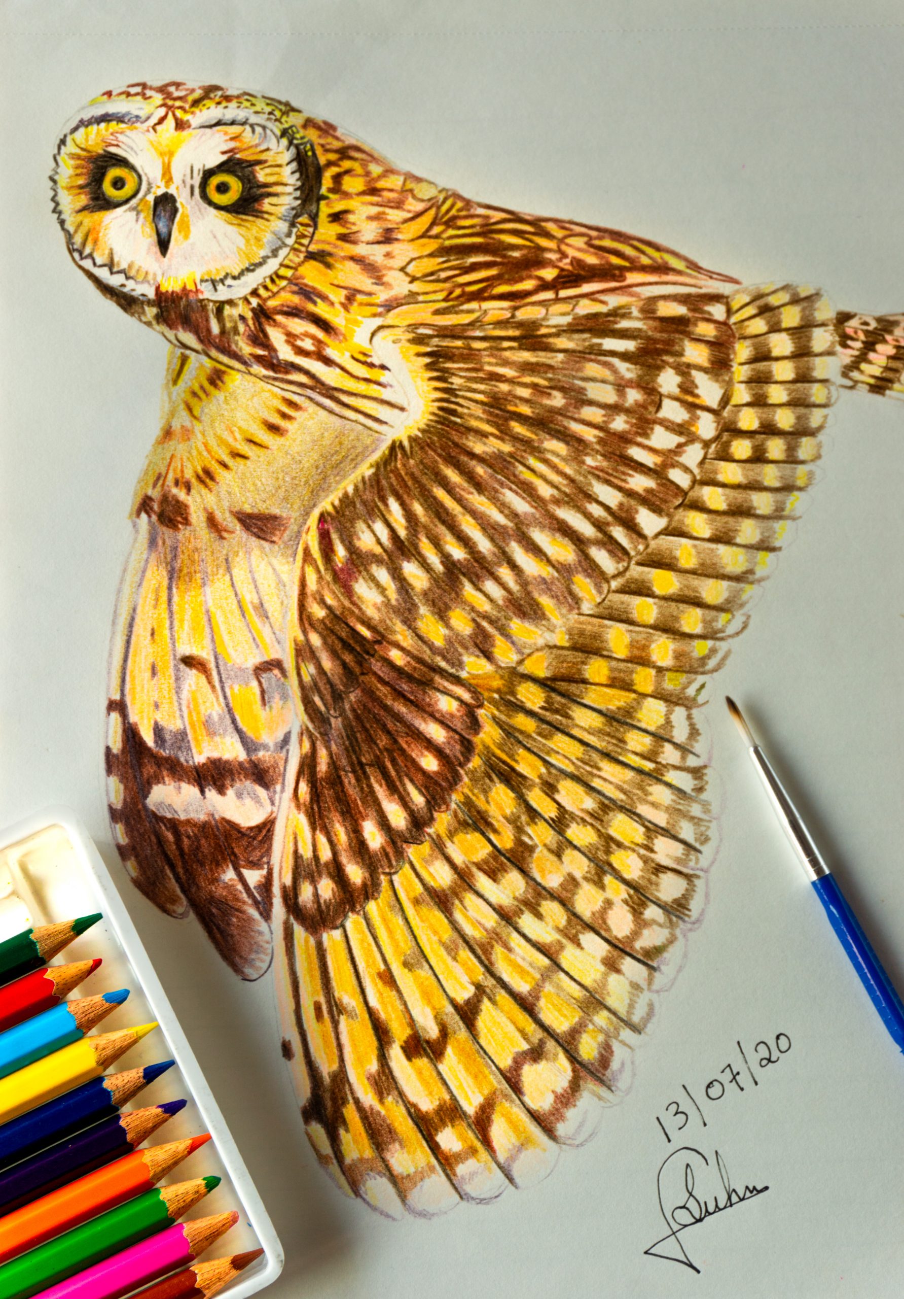 owl sketch