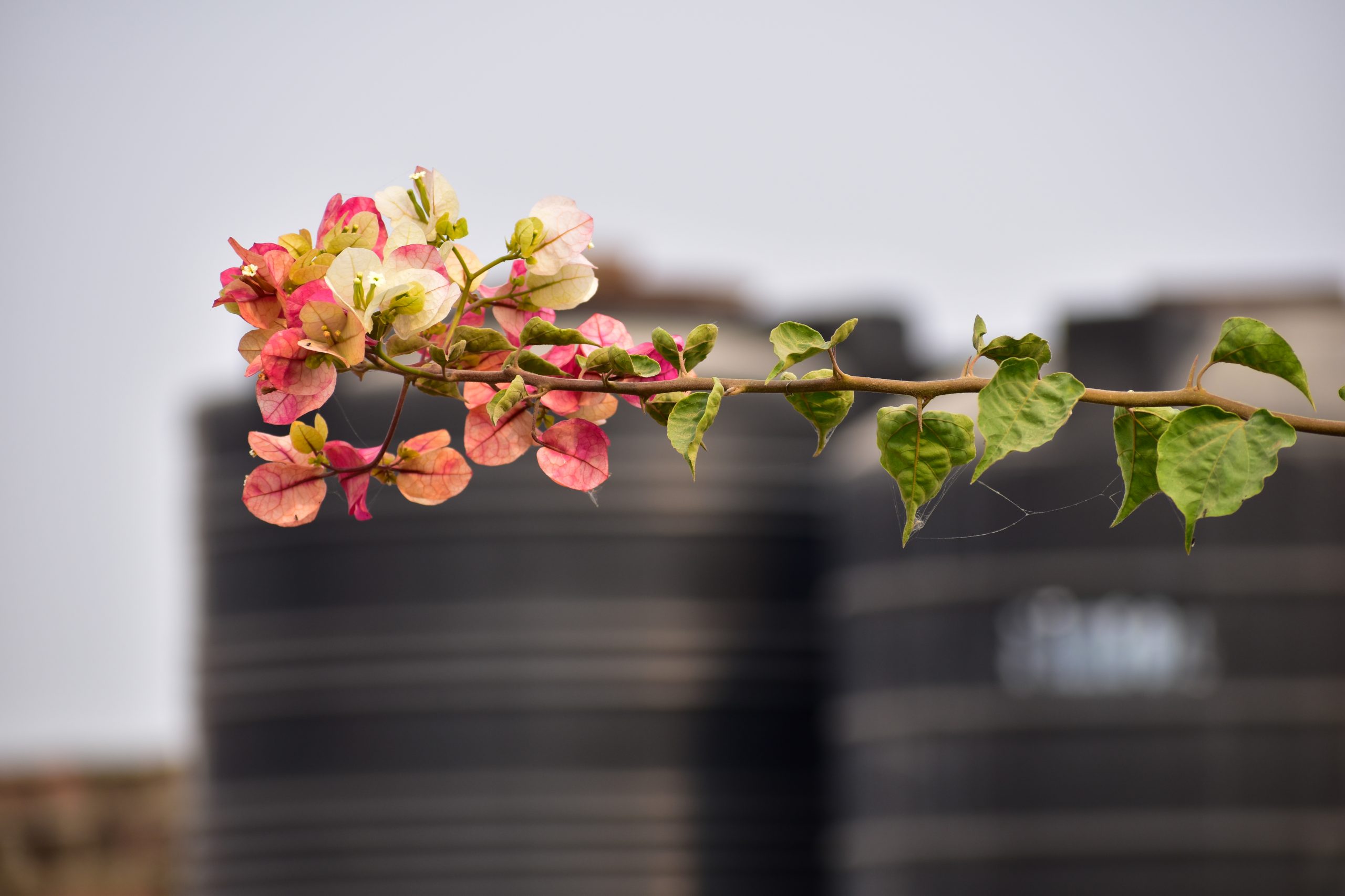 flowers on a stem