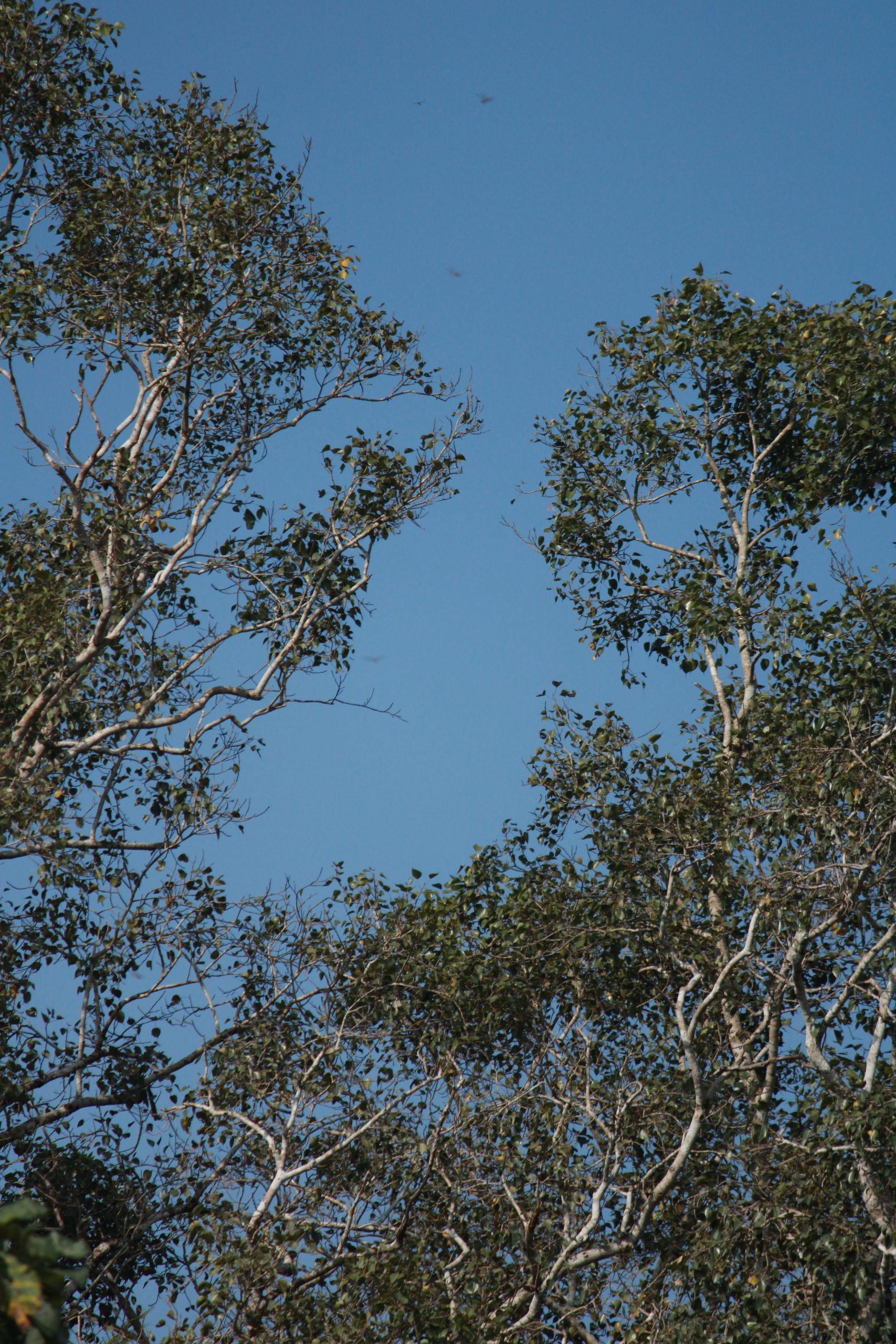 Big branches of a tree