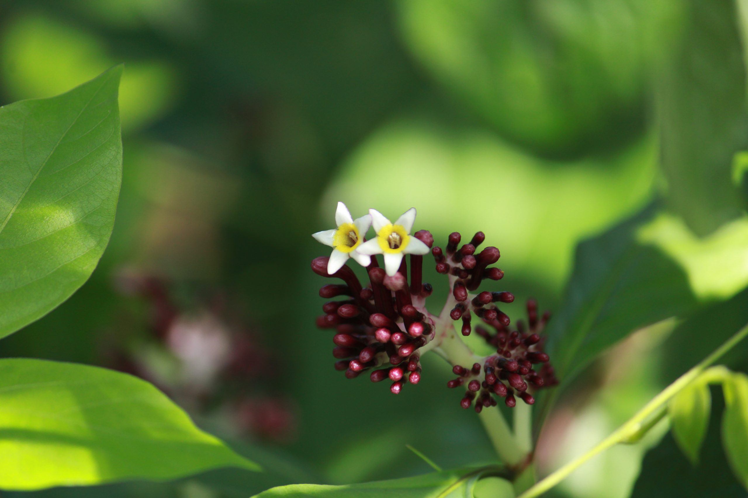 flowers in a garden