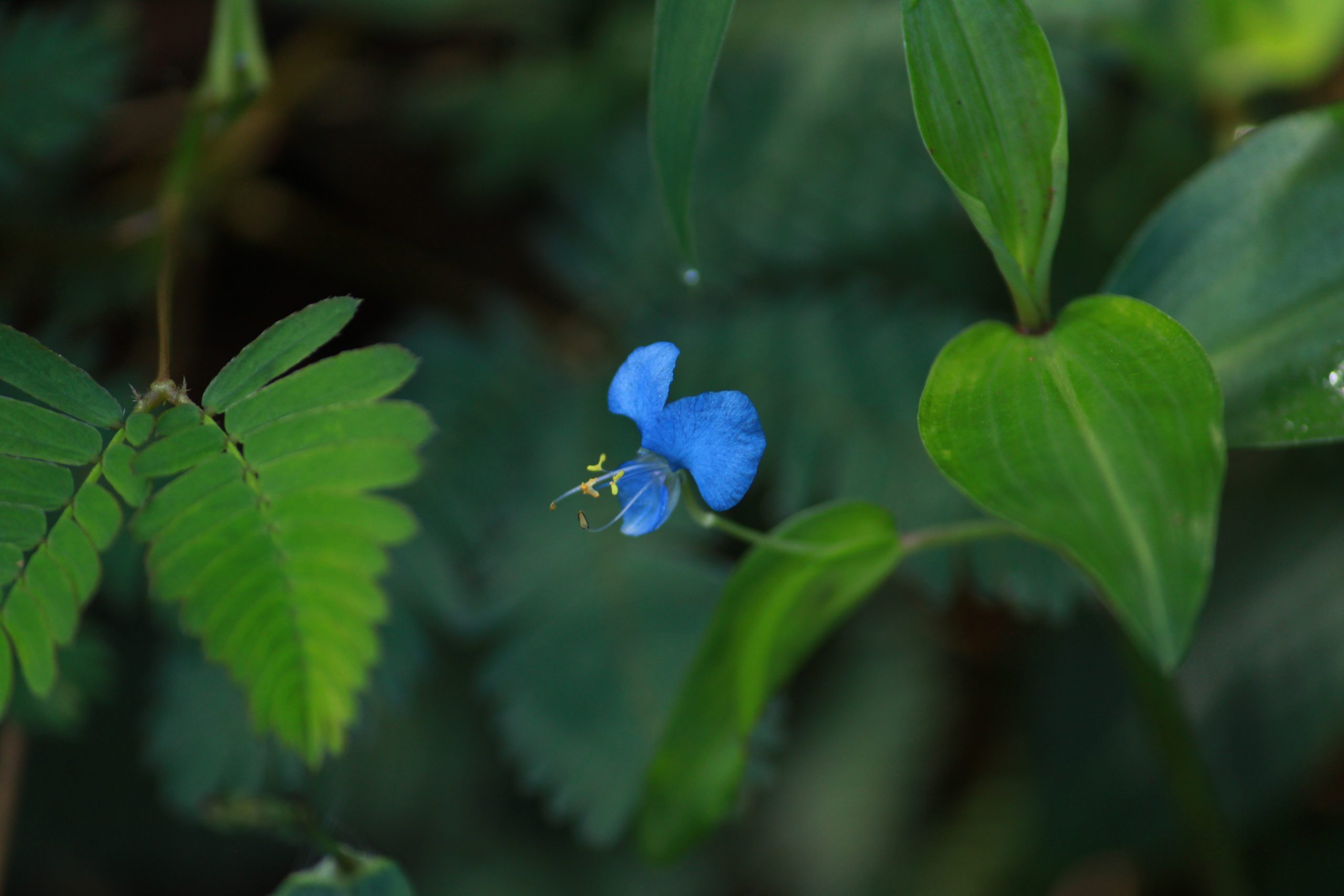 Flowering plant