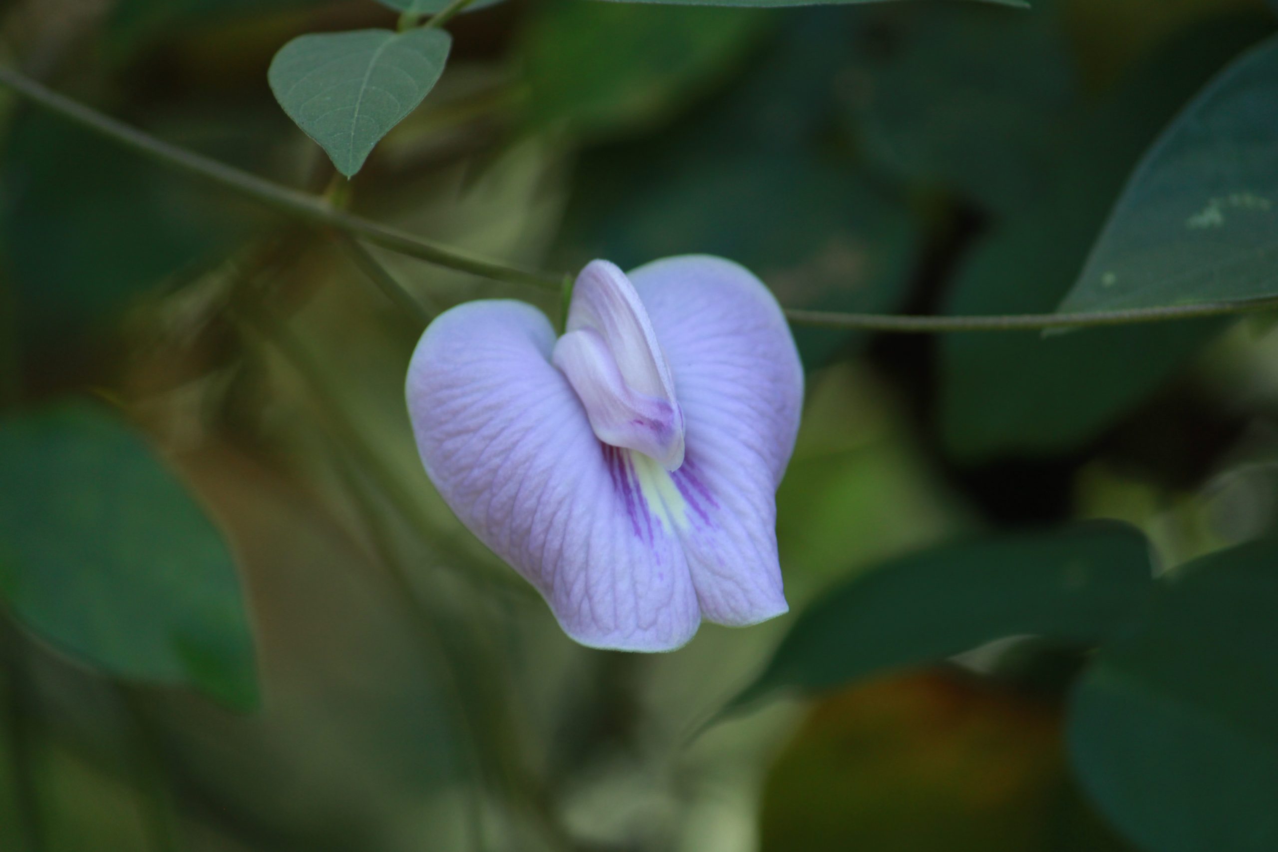 Flowering plant