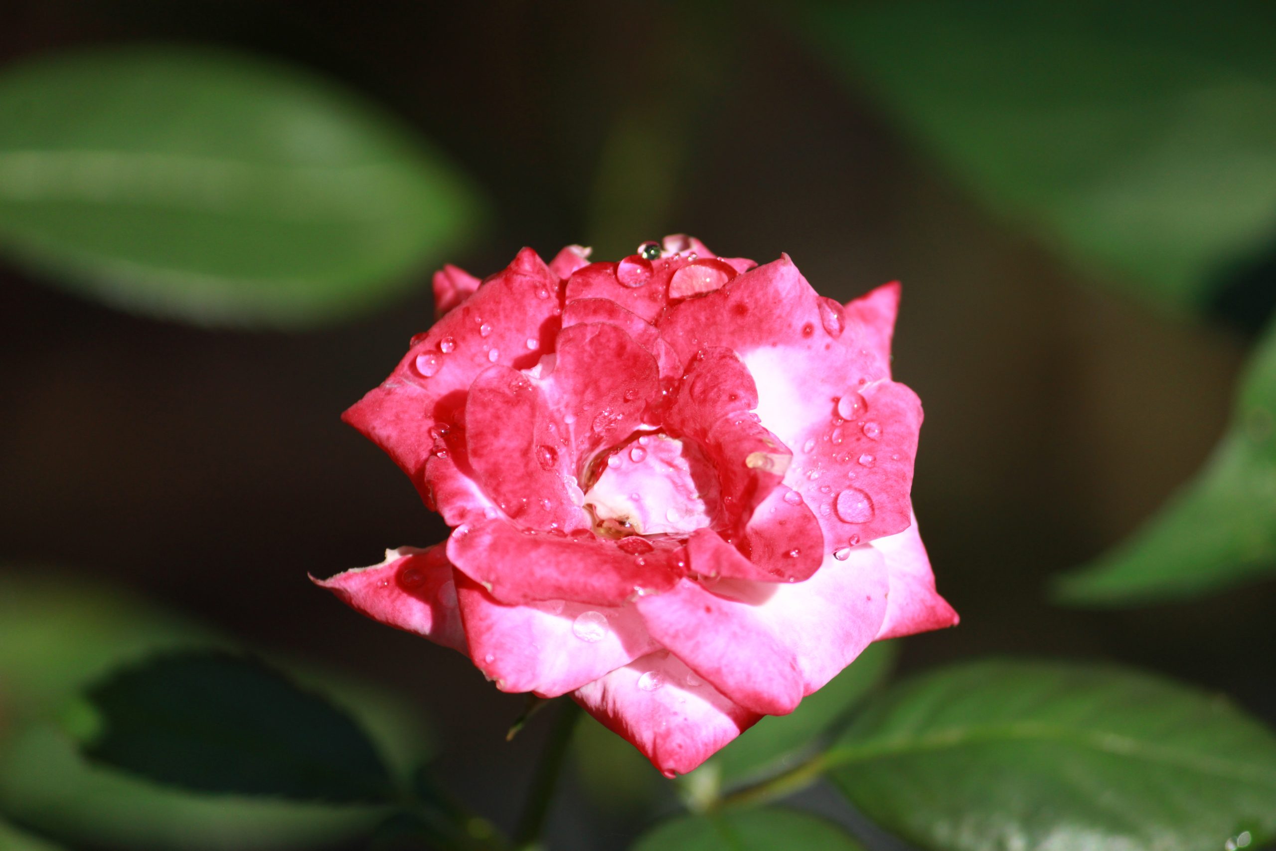 water drops on rose flower