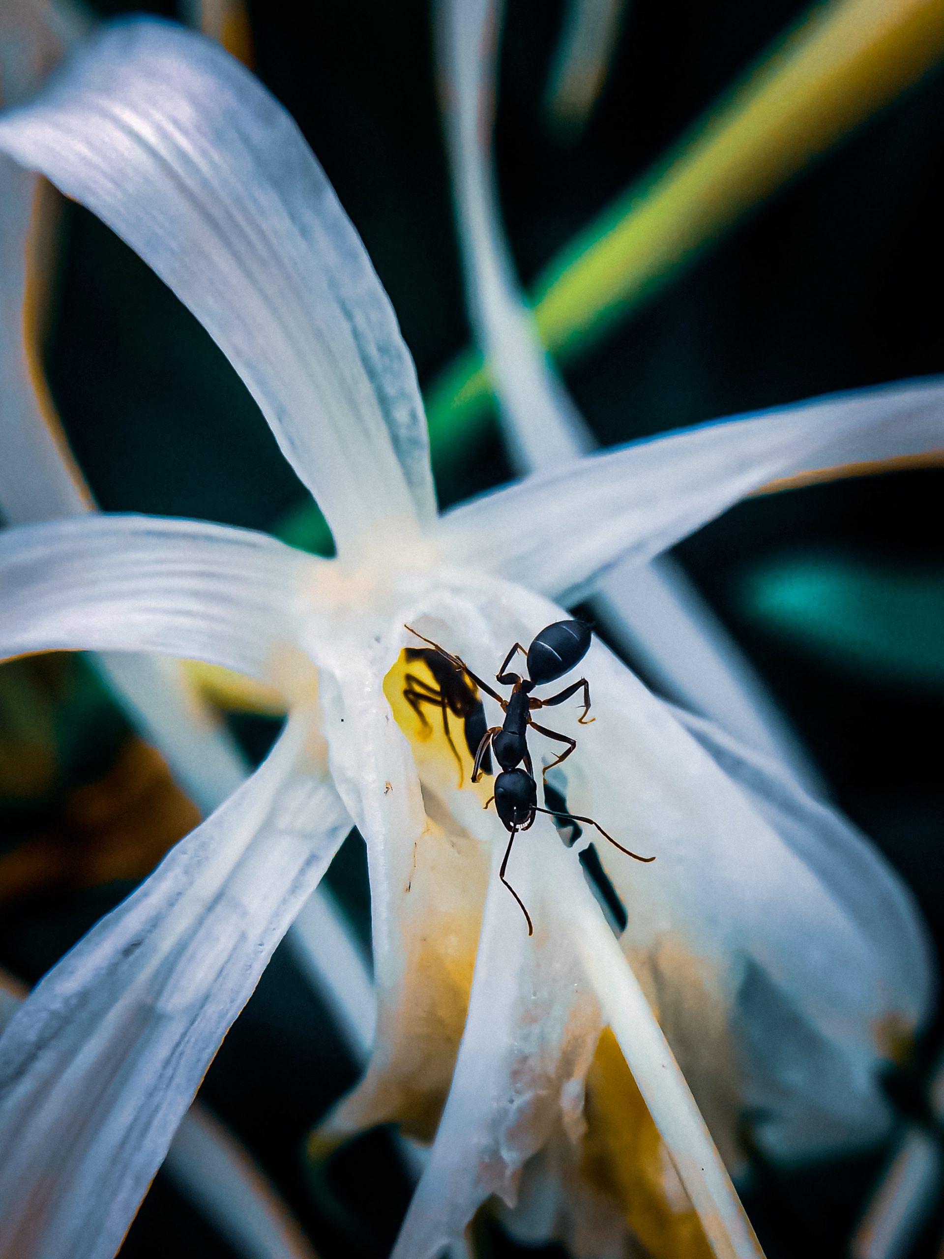 Beauty of Flower and Ant