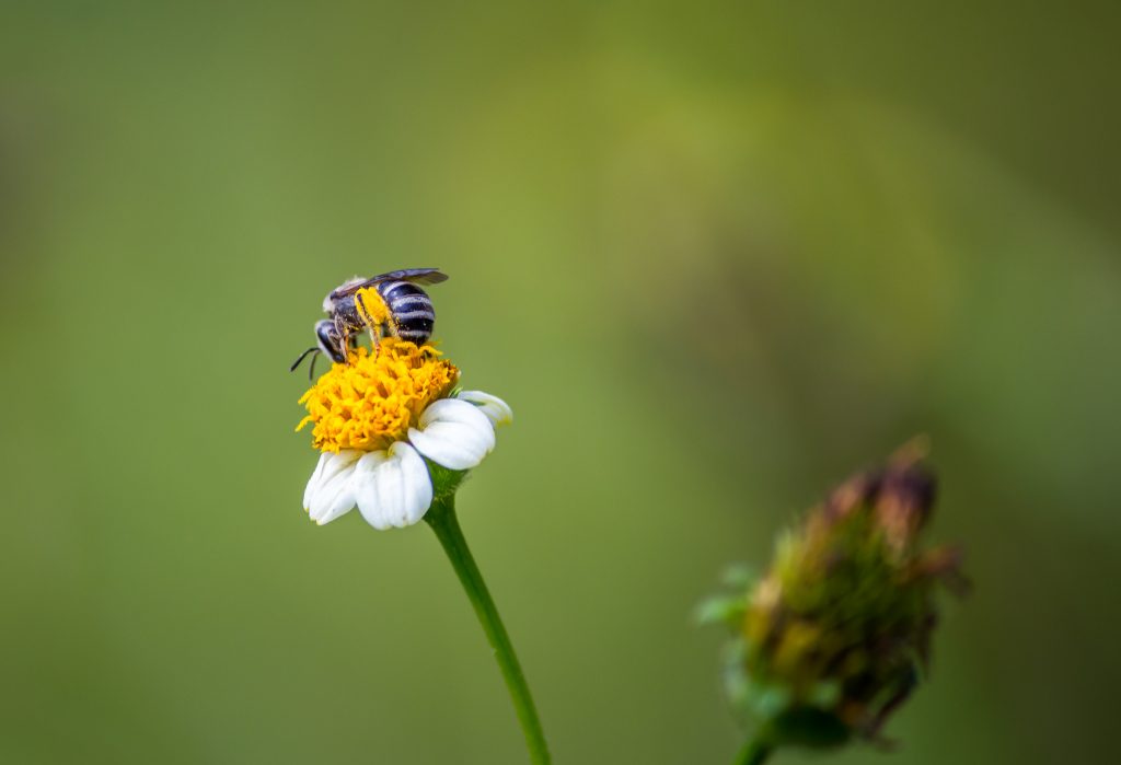 Nectar Closeup Free Image by Pavan Prasad on