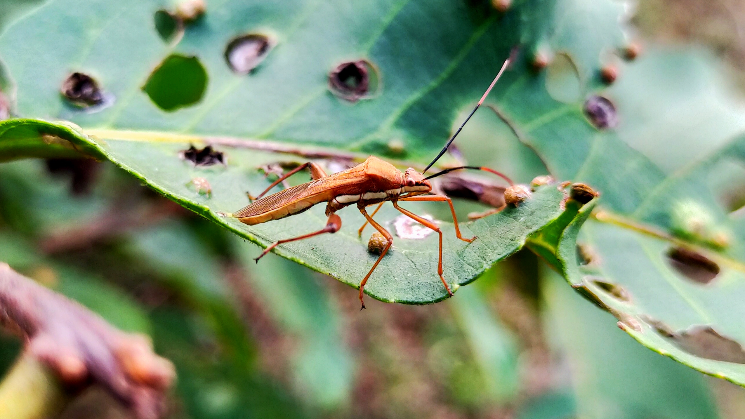 Beetle on leaf