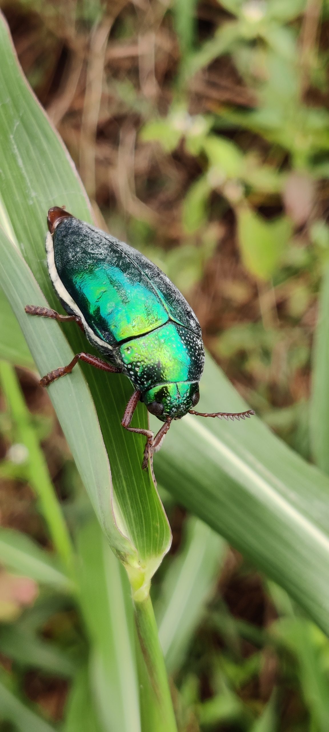 Beetle on leaf