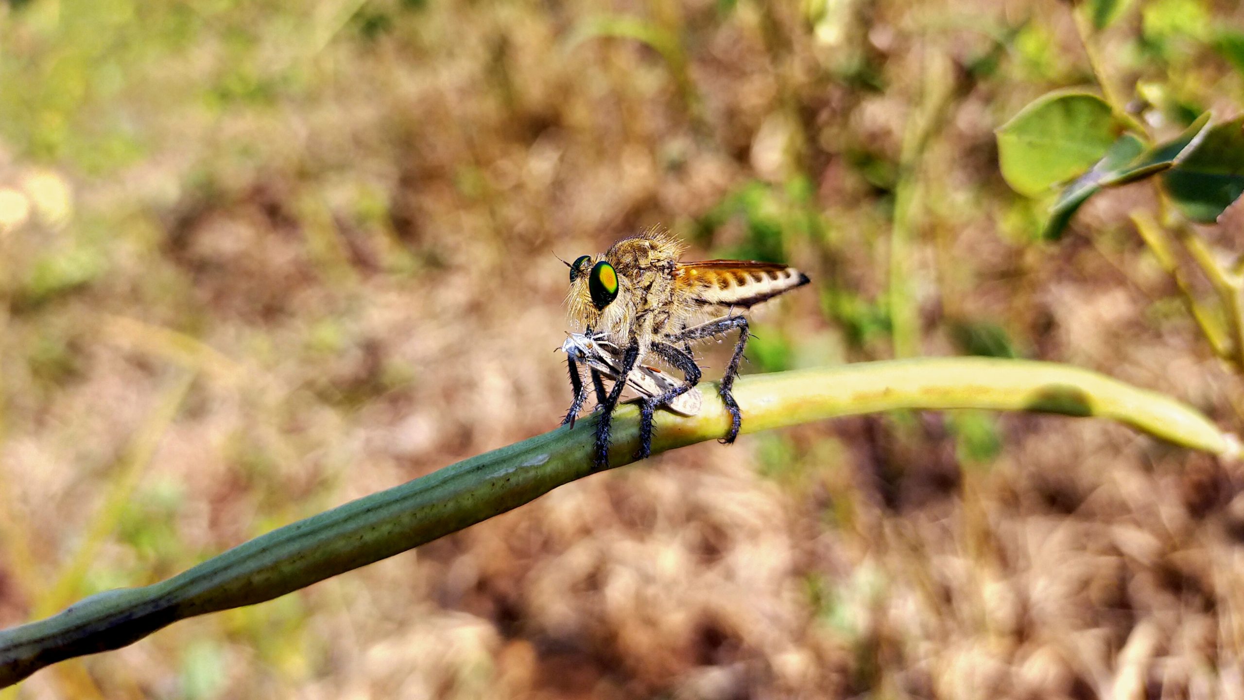 Insects on a branch