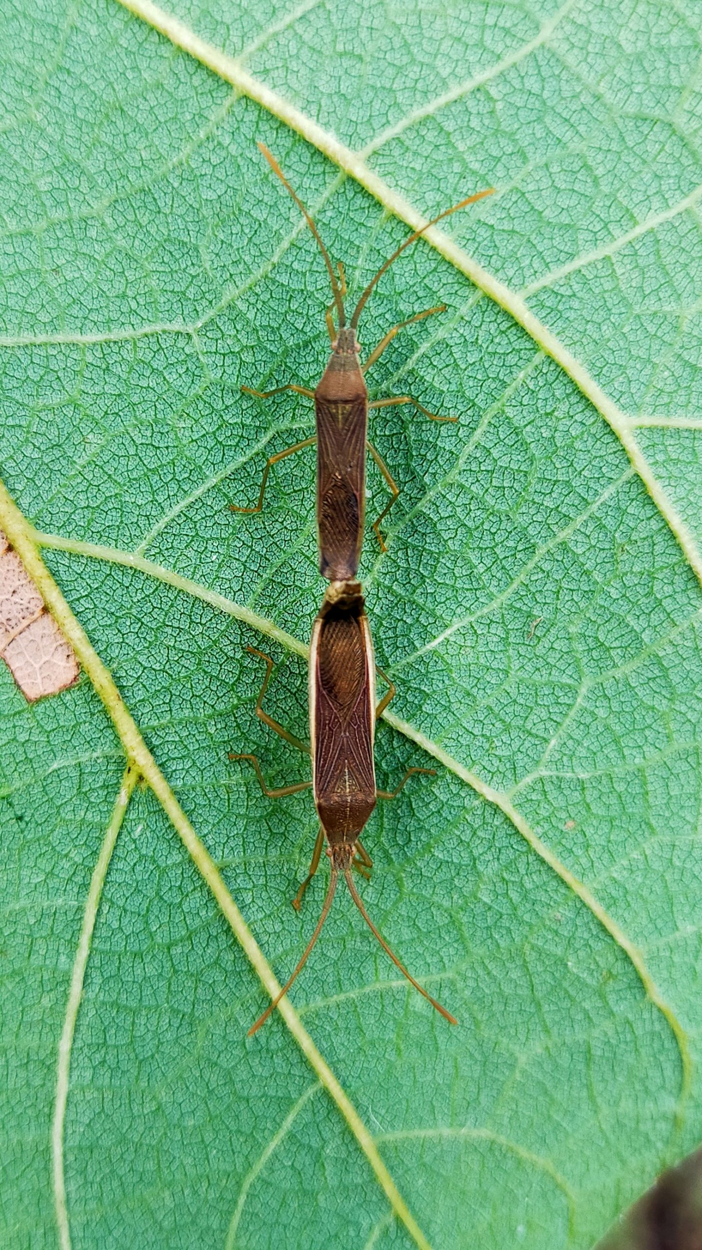 Beetle copulation on a leaf