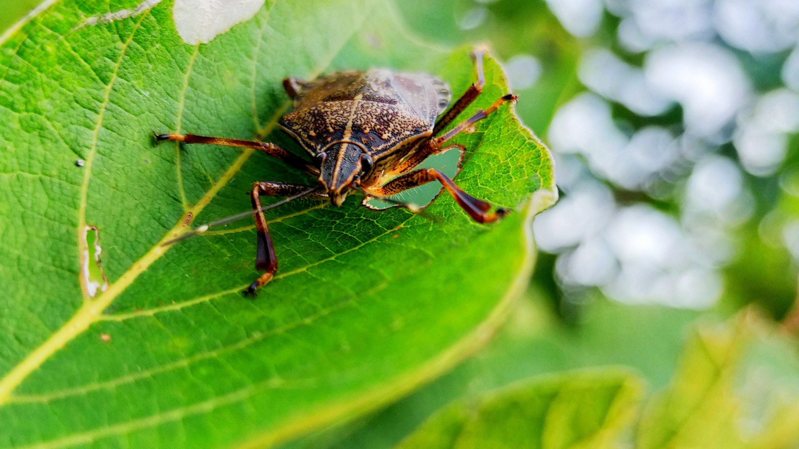 Beetle on leaf