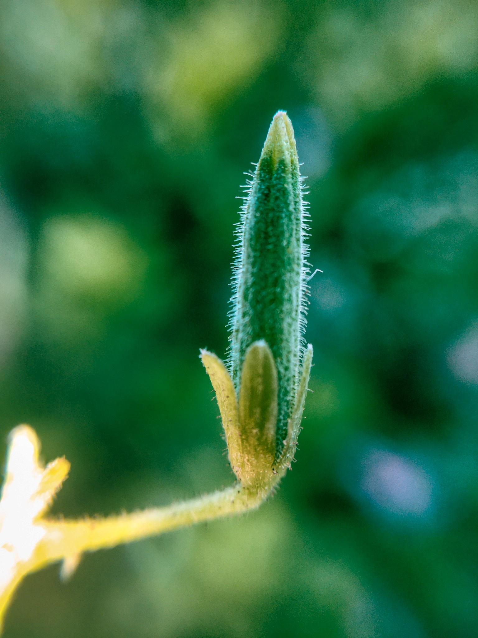 Bud of a flower