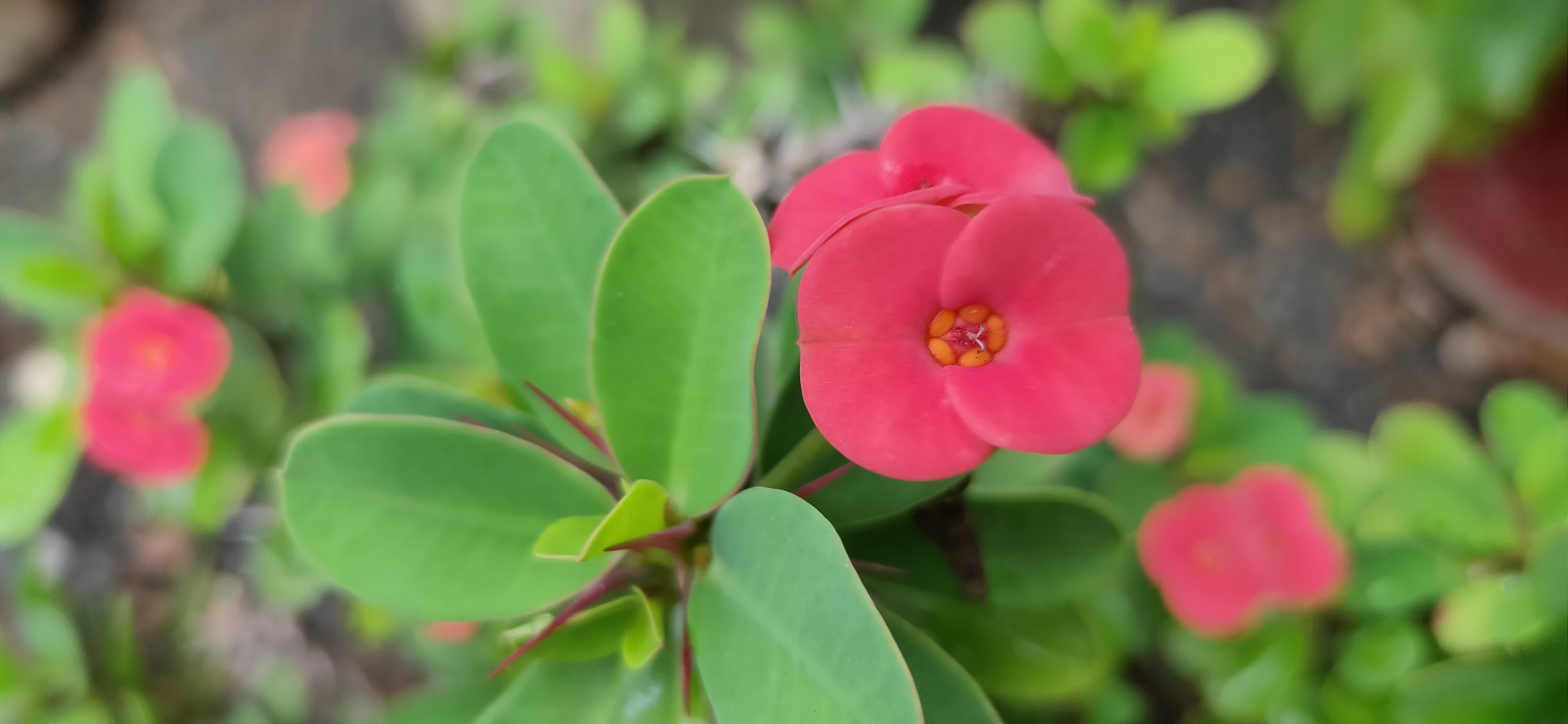 Flowering plant