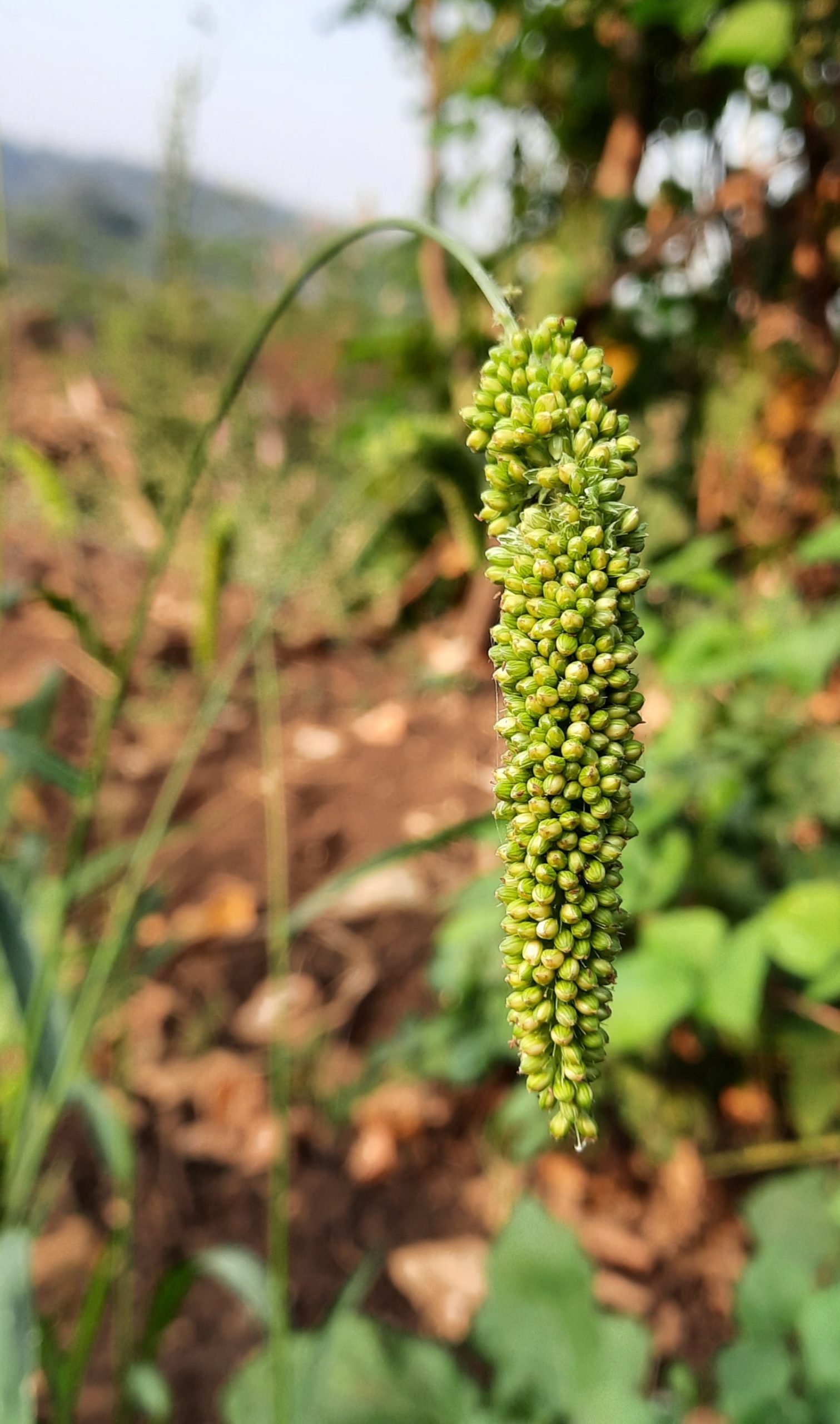 Pearl millet plant