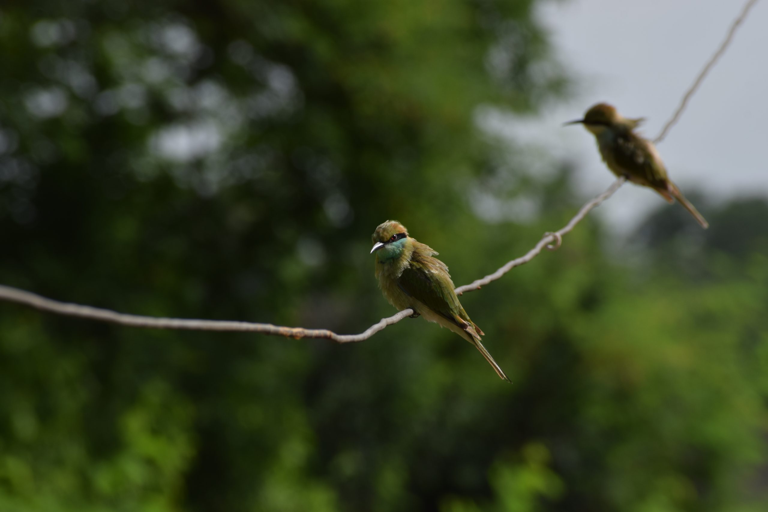 Birds sitting on wire