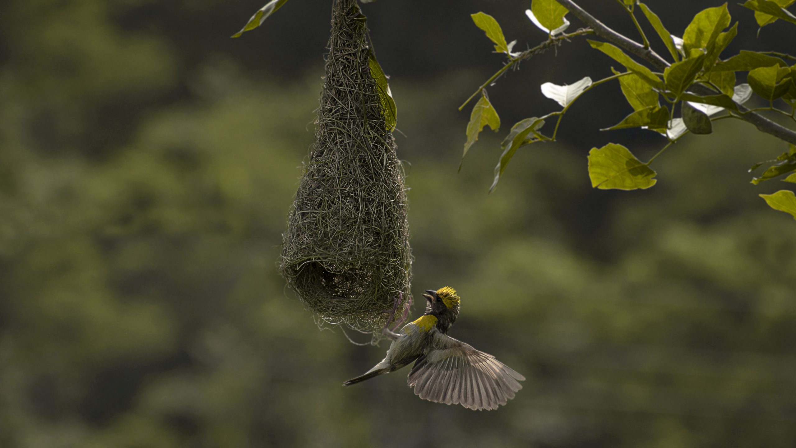 Bird Nest