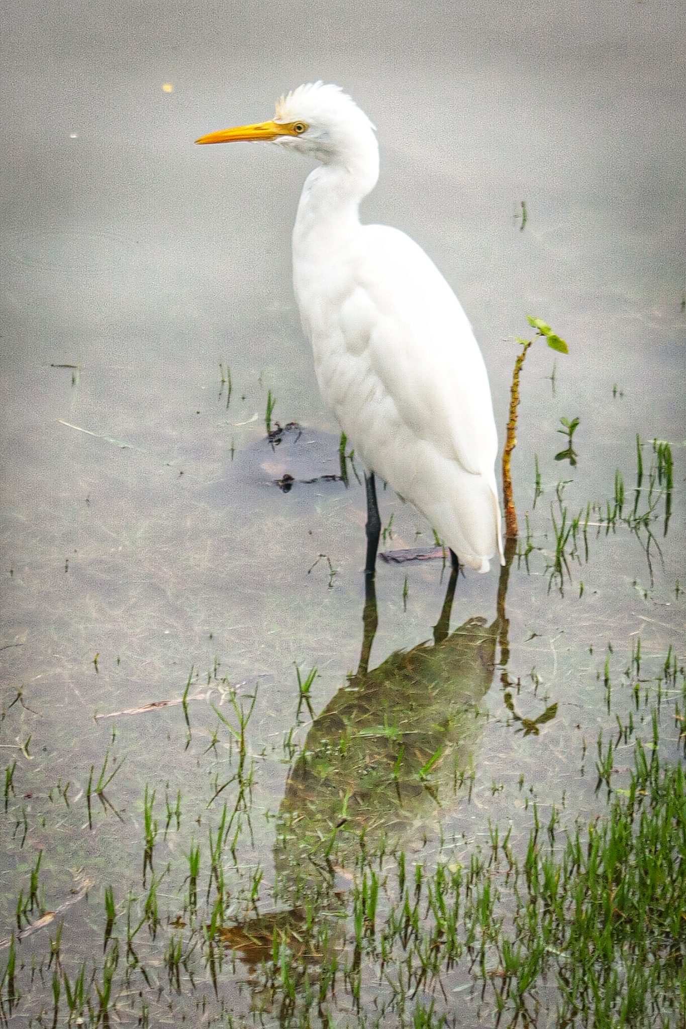 Egret