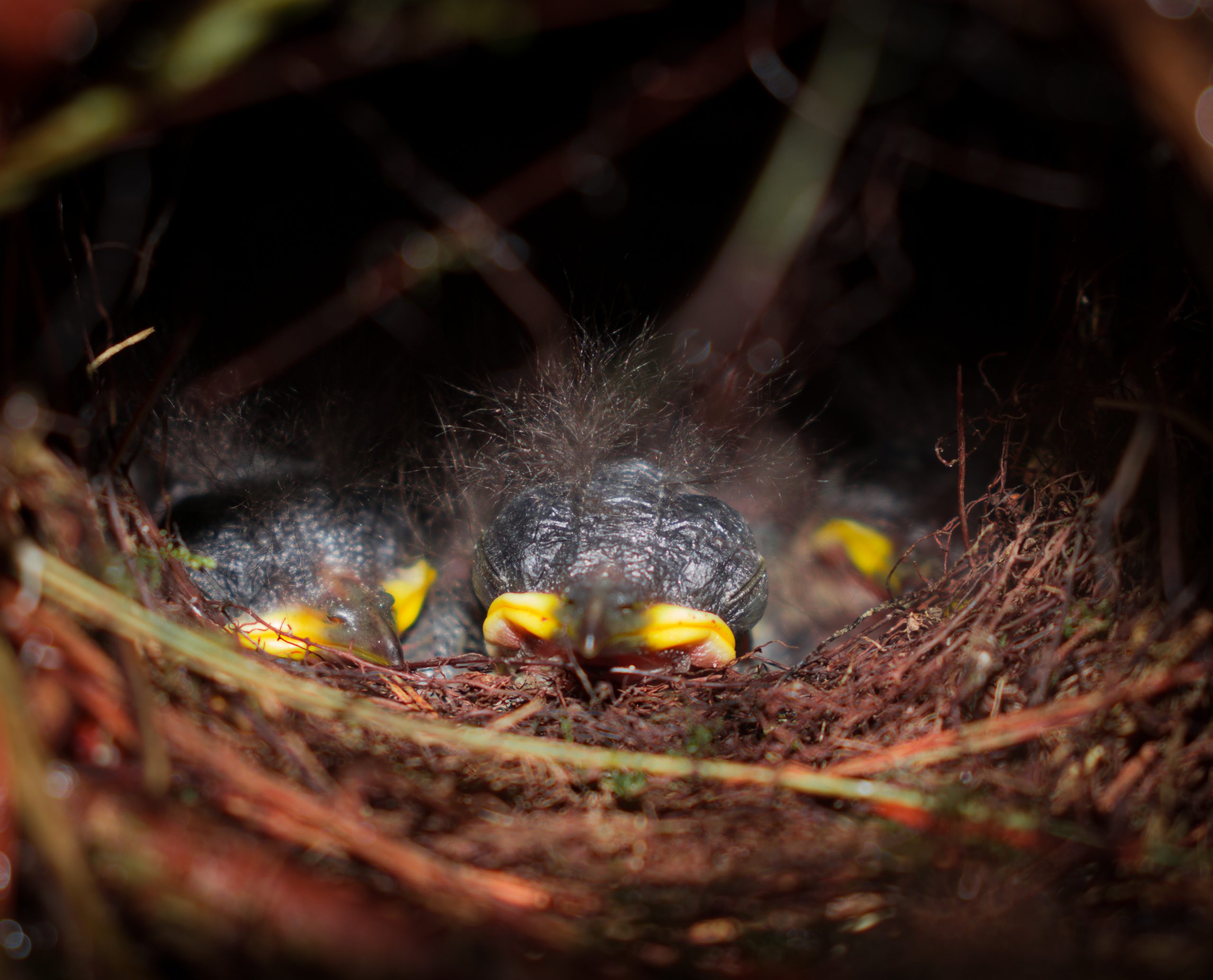 Bird’s hatchling