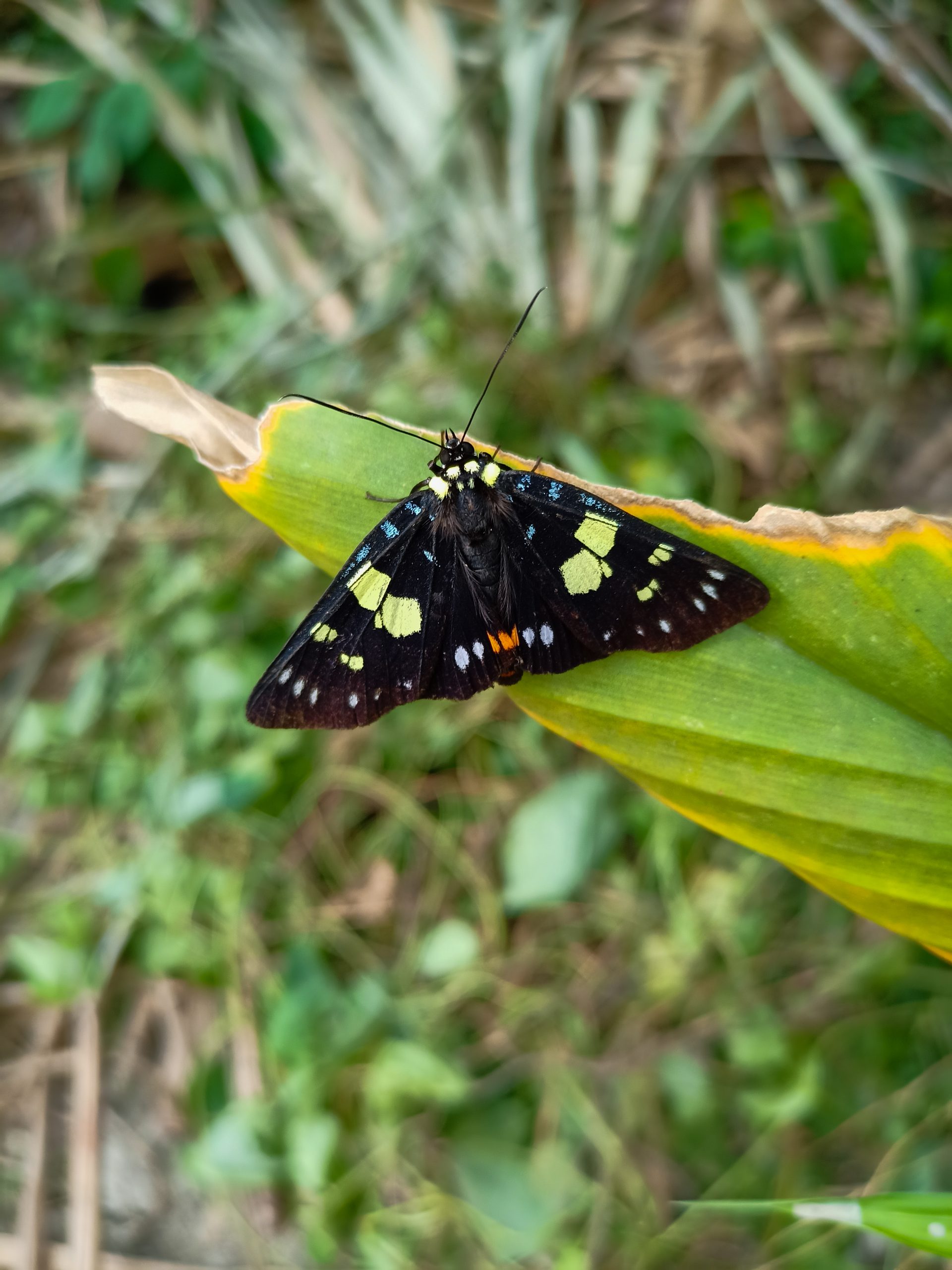 Black Butterfly Closeup
