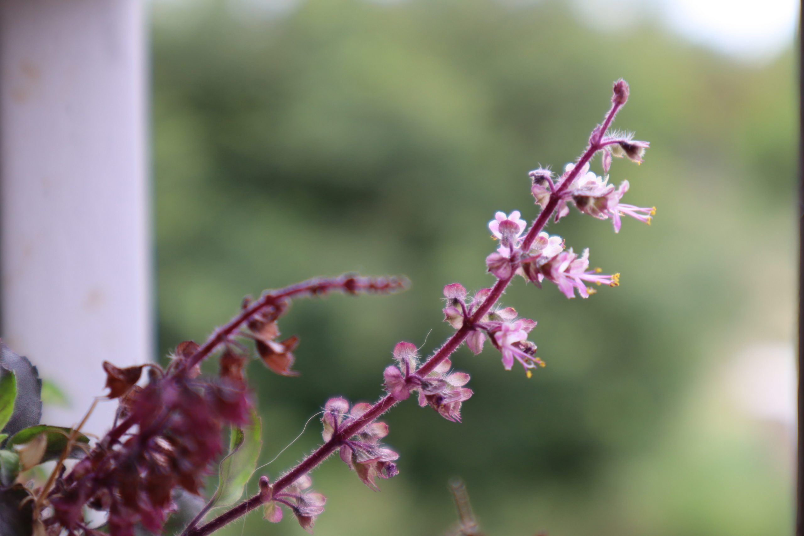 flowers of tulsi plant