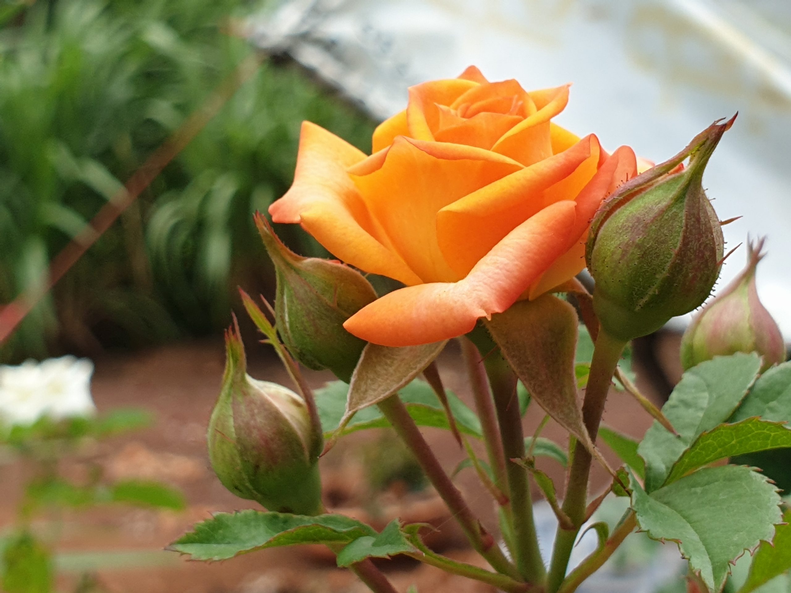 Blooming Orange Rose