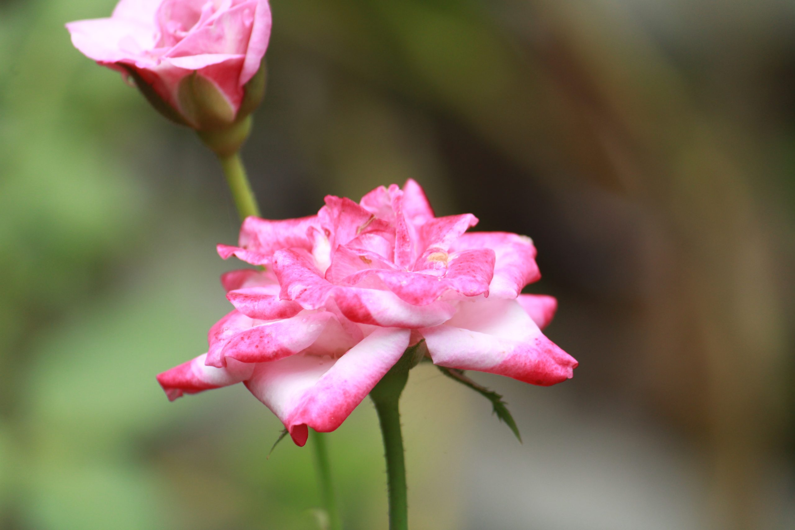 Blooming Pink Flower