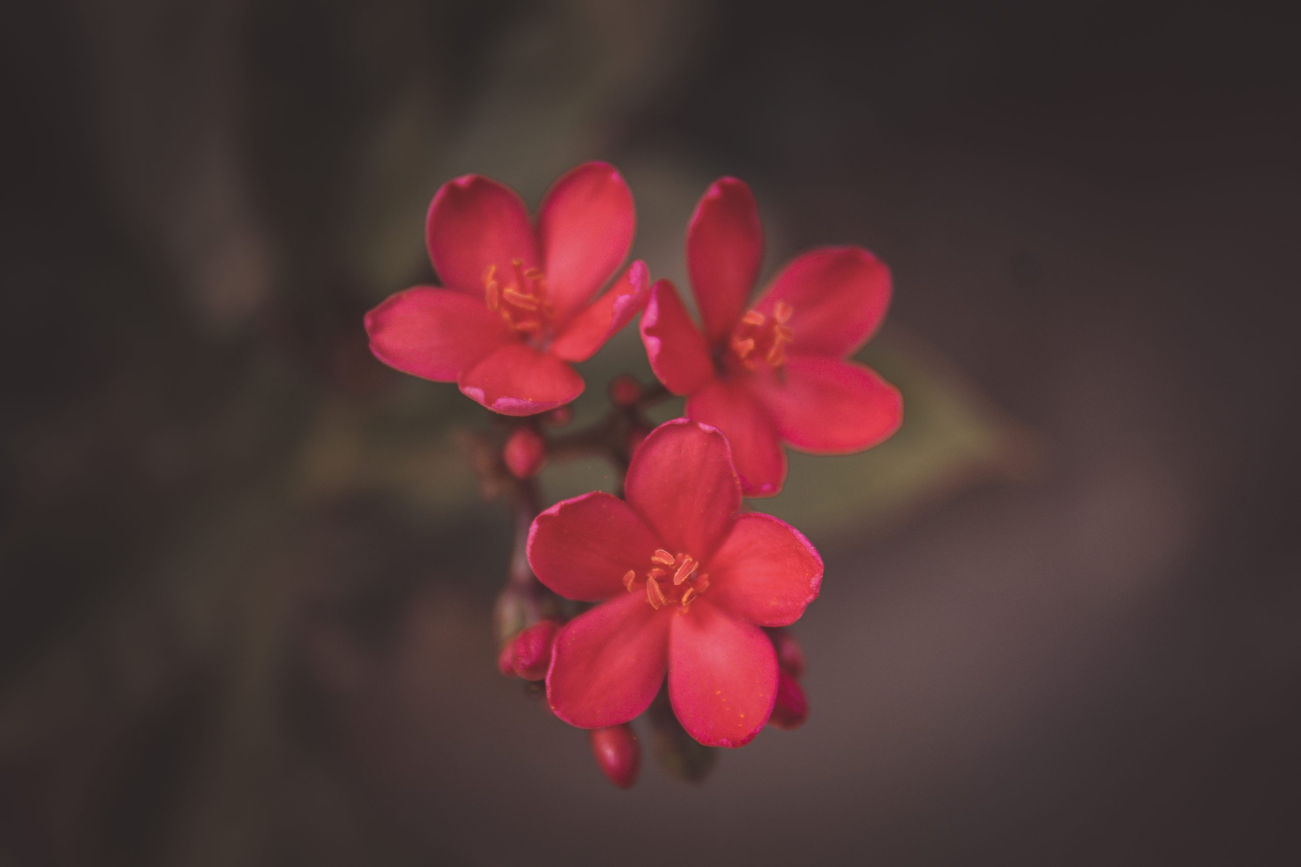 Blooming Red Flowers