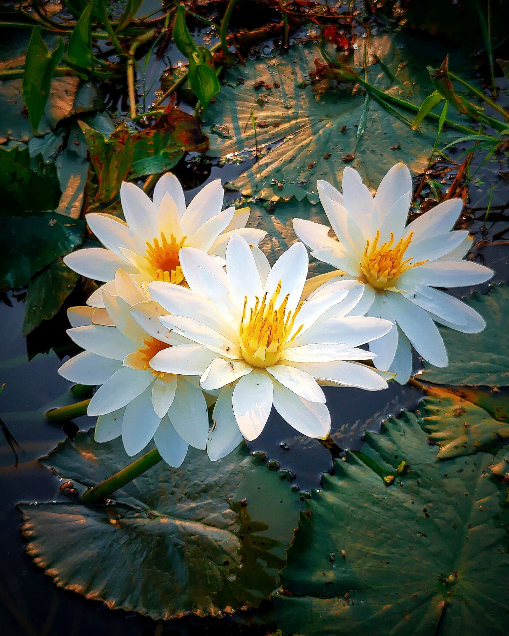 Blooming White Lilies