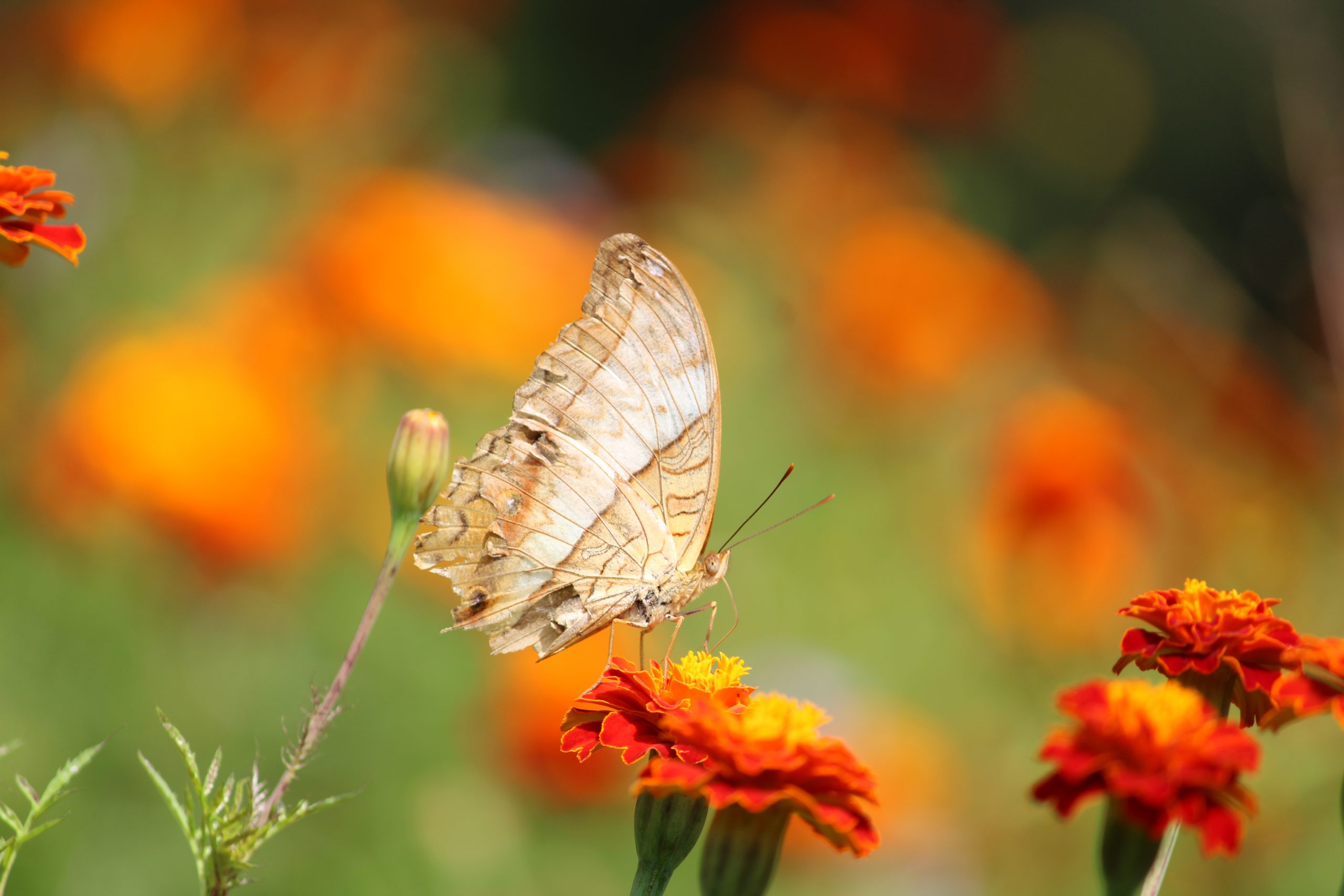 Butterfly on flower